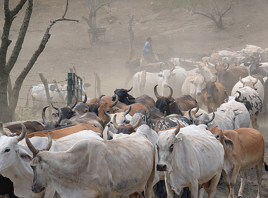 Nica Cattlescape