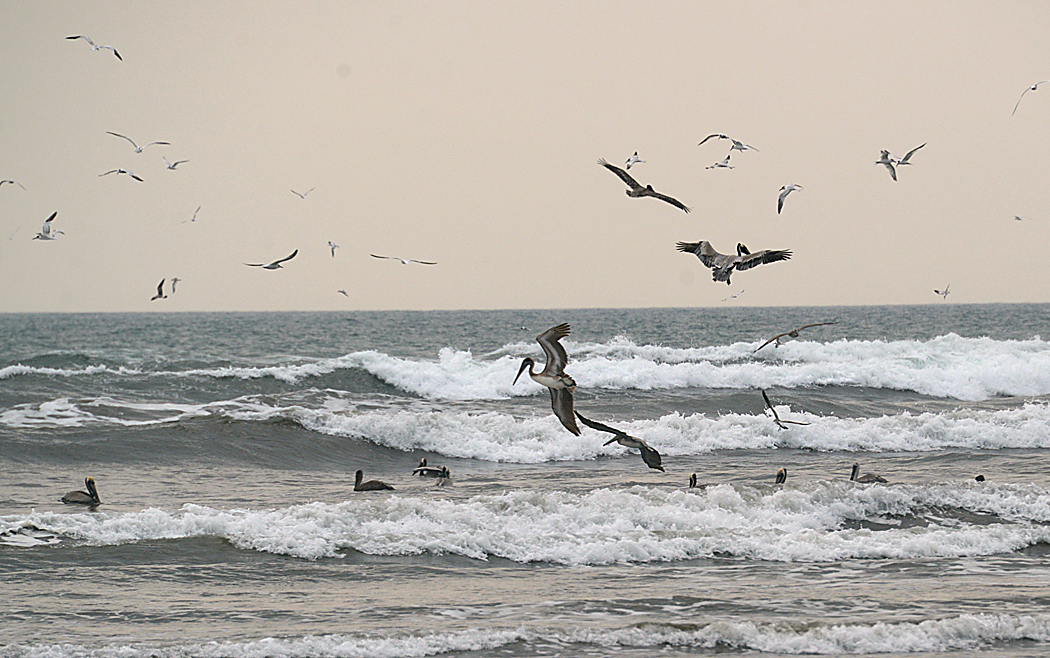 Pelican Squadron
