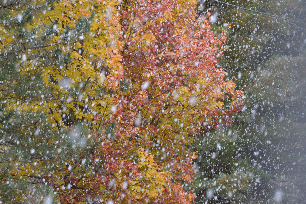 Snowliage