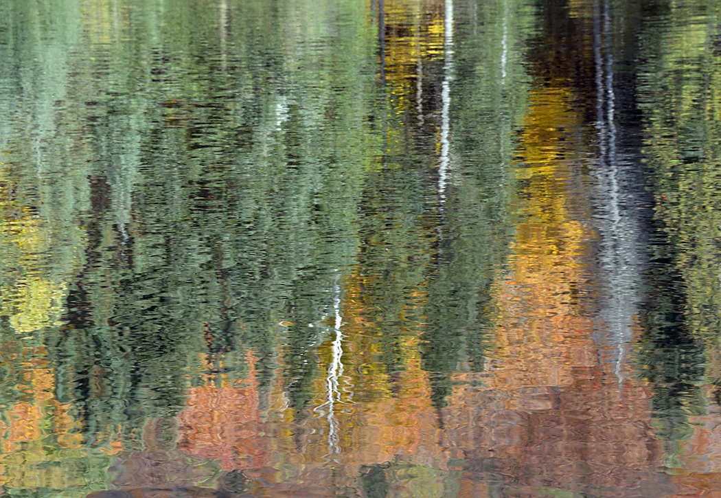 Reflected Foliage