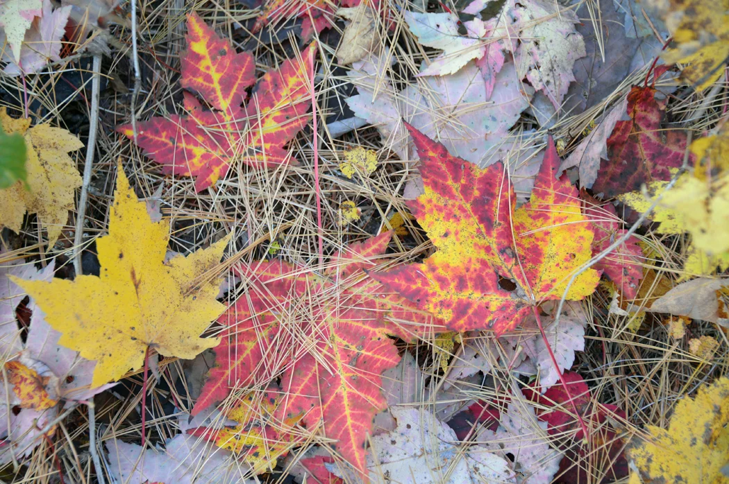 Fallen Maple Leaves