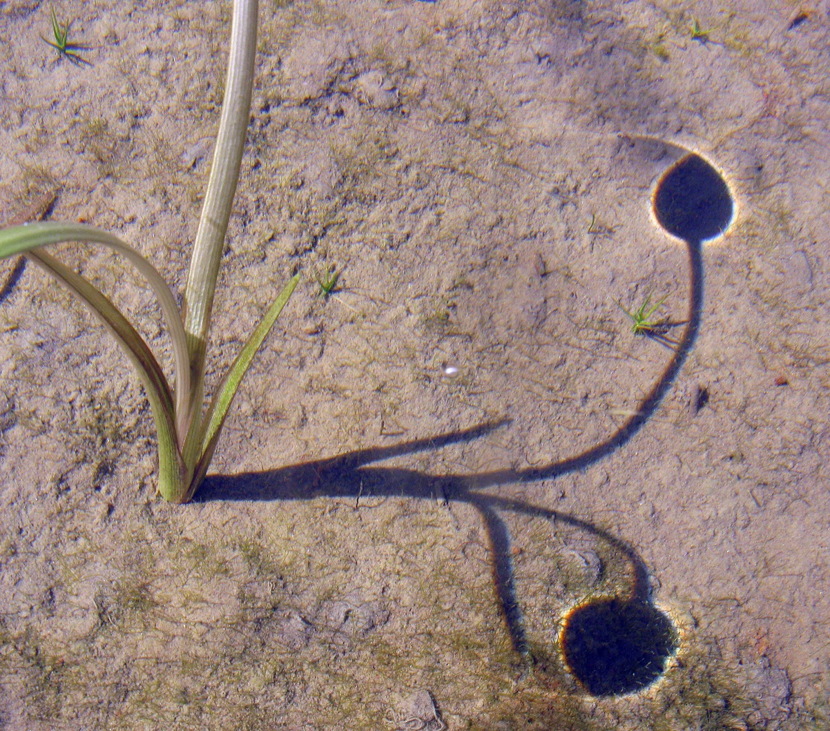 Pond Grasses 3