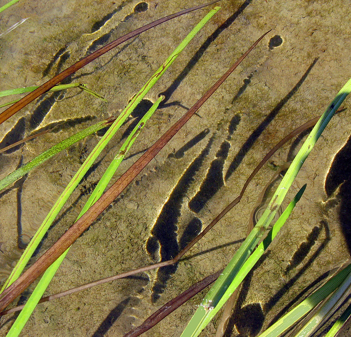 Pond Grasses 2