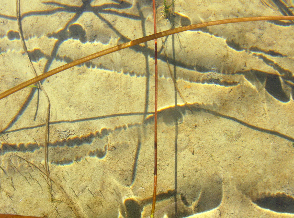 Pond Grasses 3