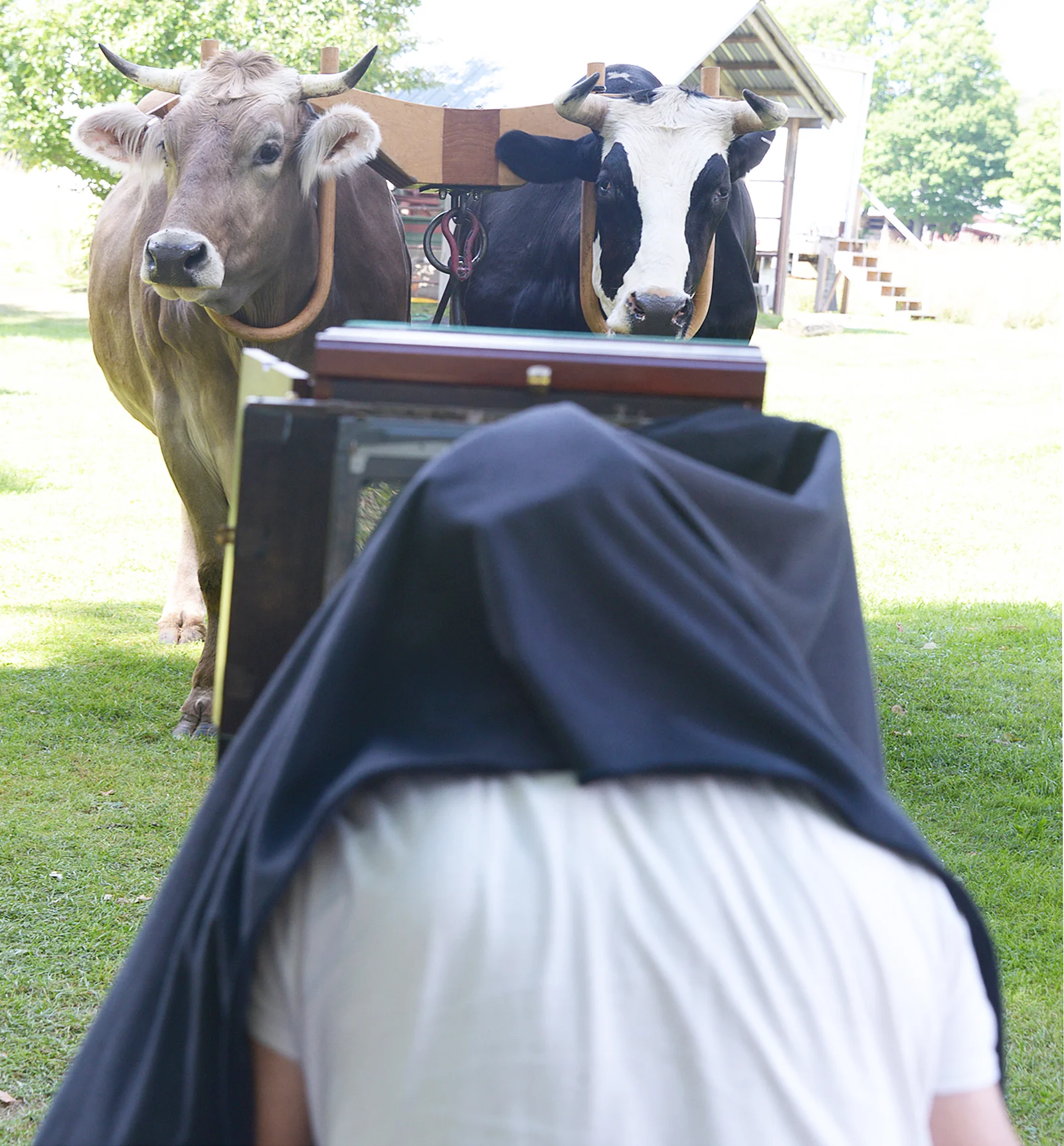 Oxen portrait