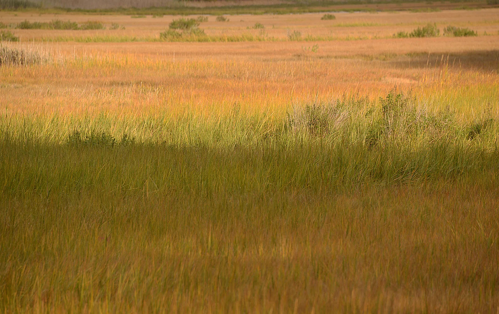 Audubon Salt Marsh