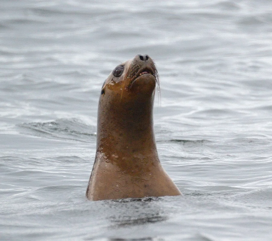 Lobo Del Mar