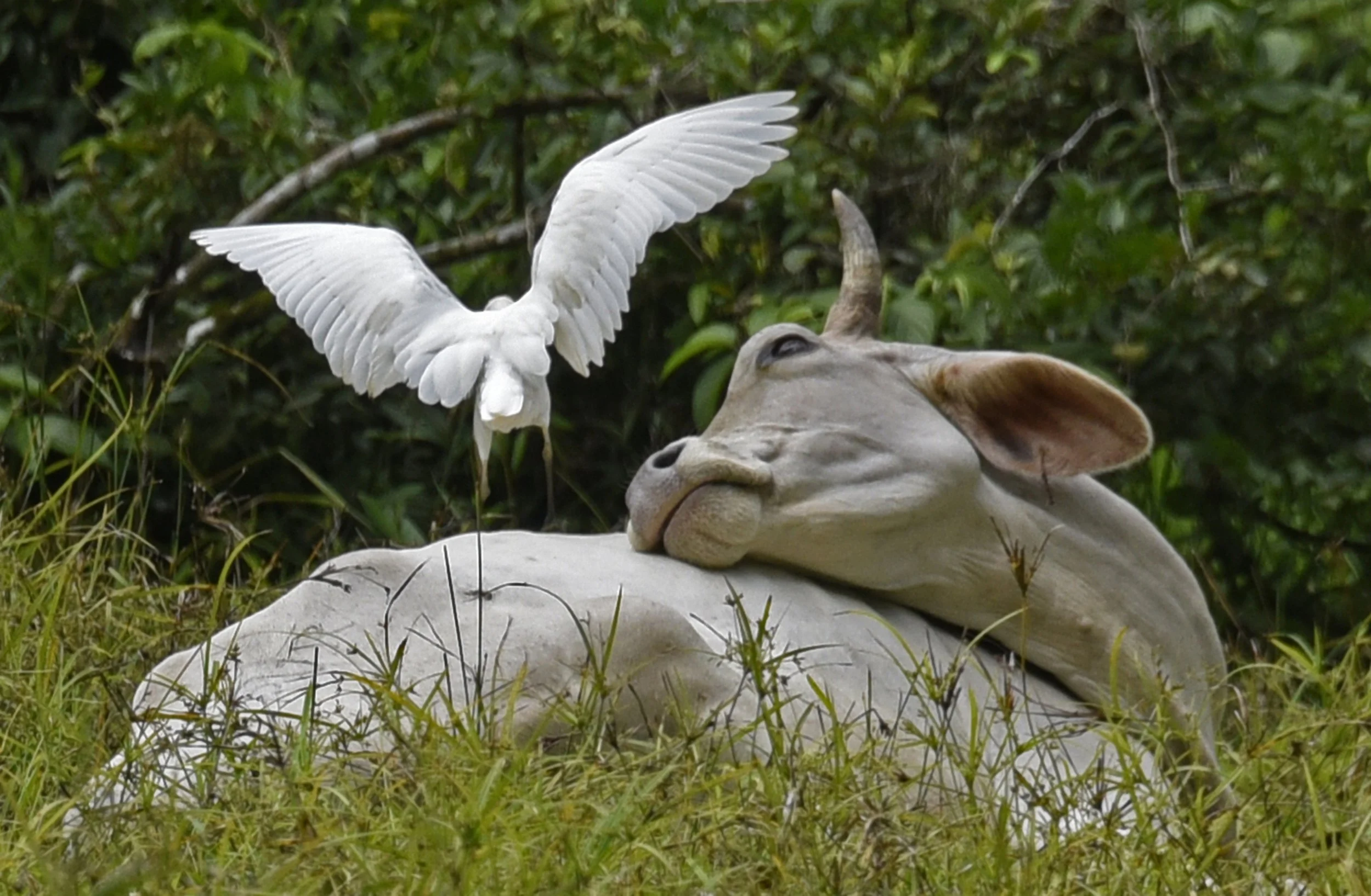 Zebu and Ibis