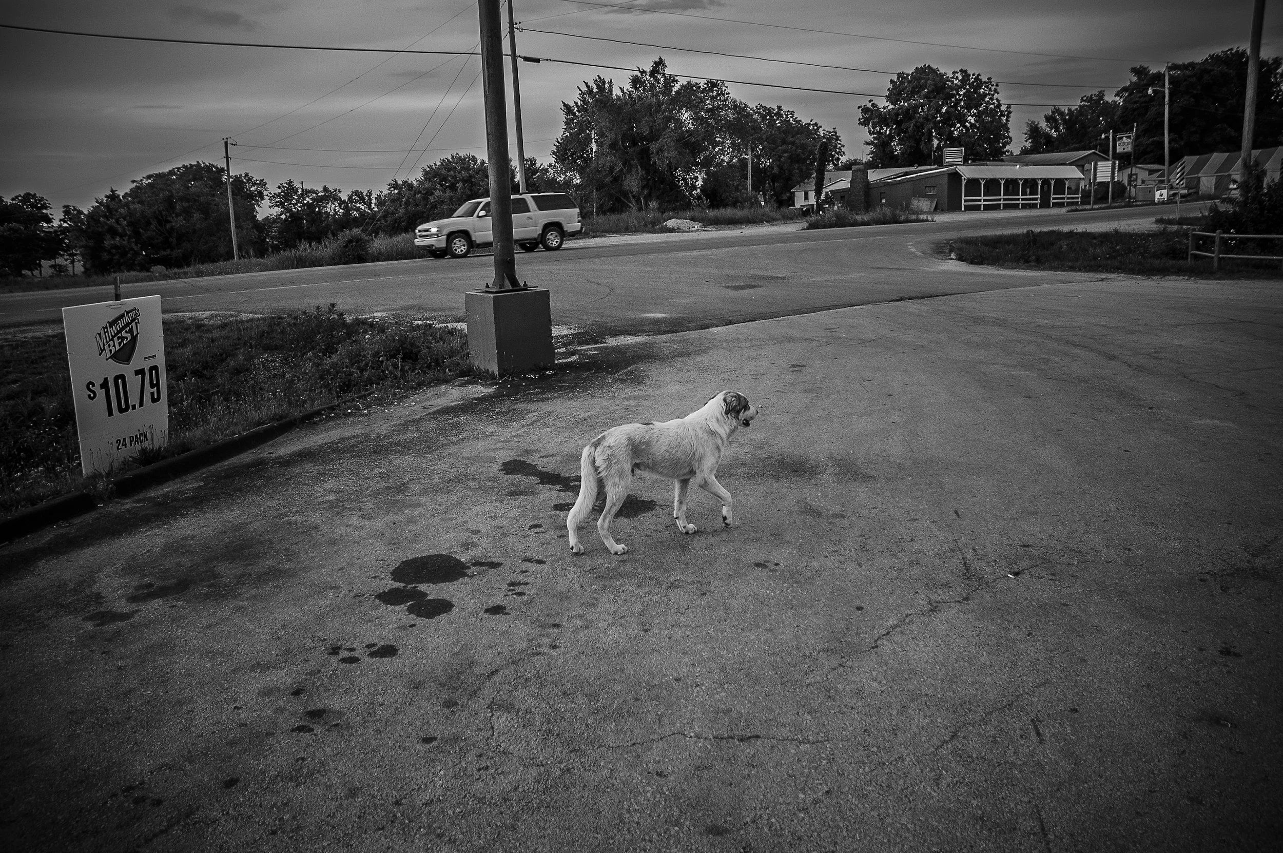 A street scene in black and white featuring a dog walking on the sidewalk near a sign advertising a 24-pack of Milwaukee's Best beer for $10.79. The area includes a utility pole, trees, houses, and a van driving on the road, with an overcast sky over