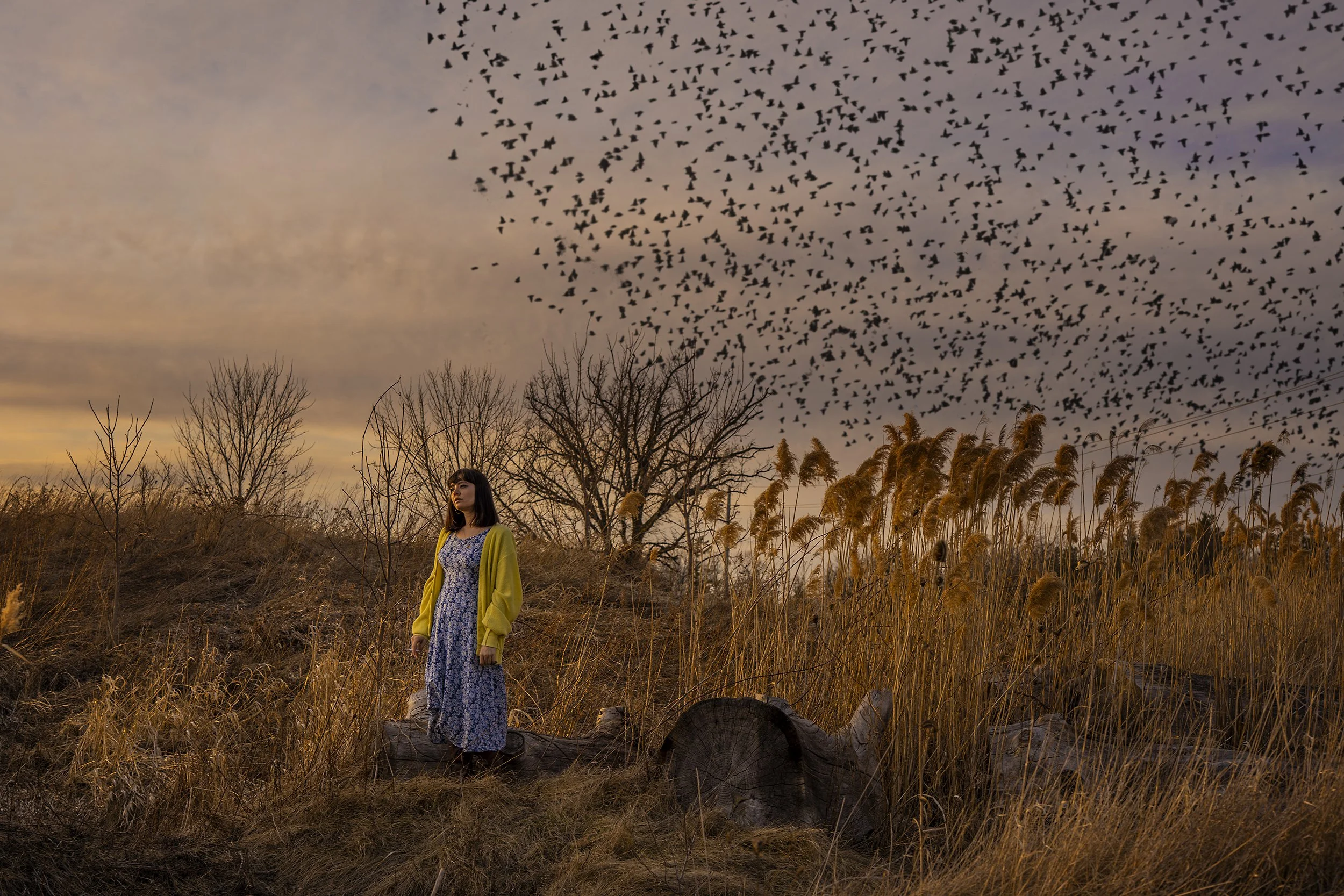 A woman standing on a log in a field of tall, golden grass during sunset, with leafless trees in the background and a large flock of birds flying in the sky above.