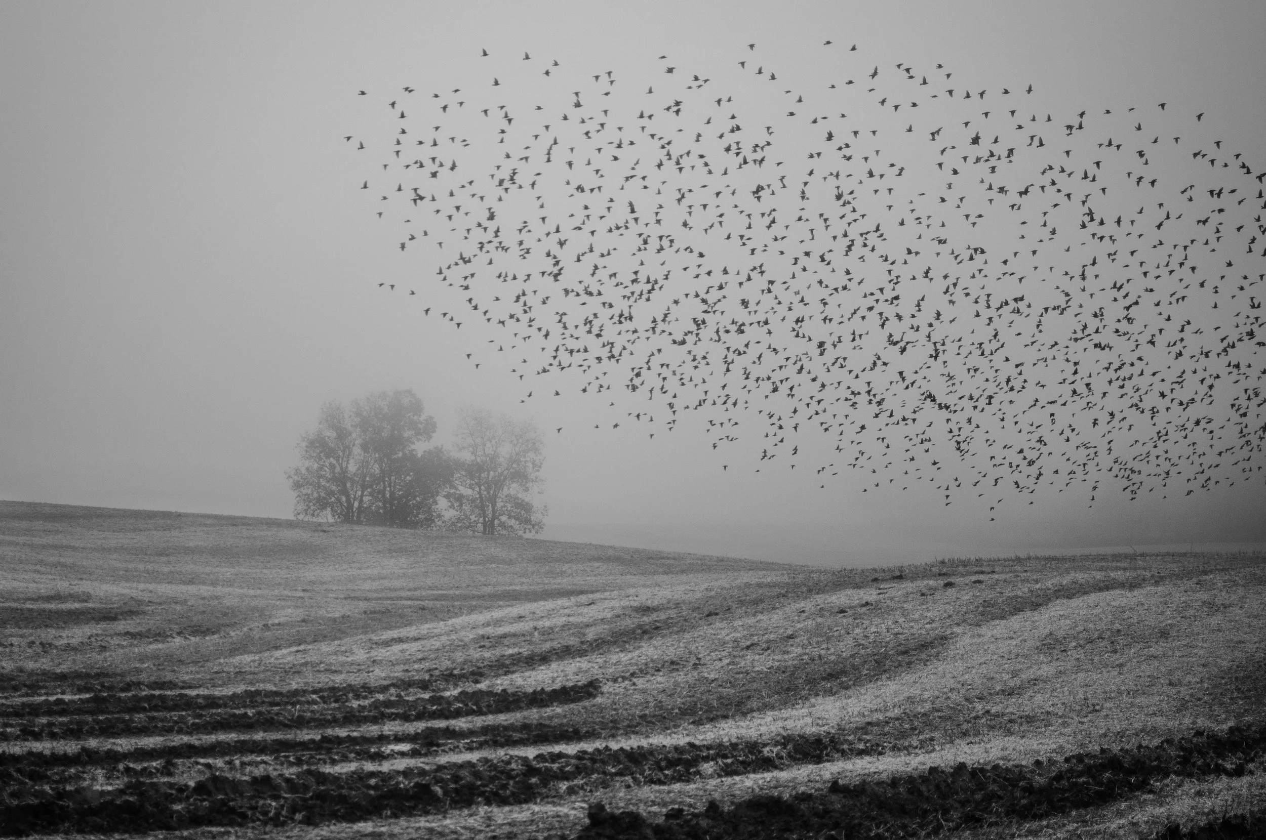 A flock of birds flying over a foggy landscape with two trees in the background.