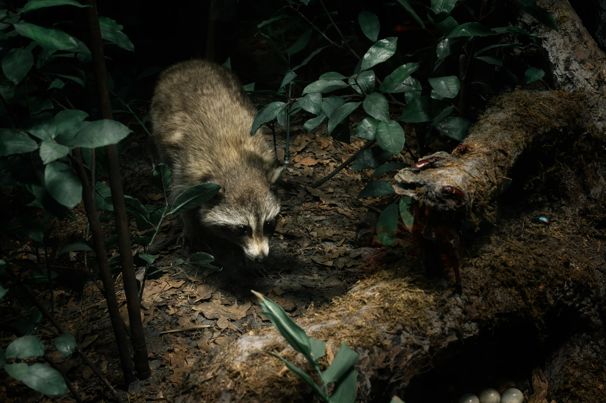 Wild Things-8.jpg