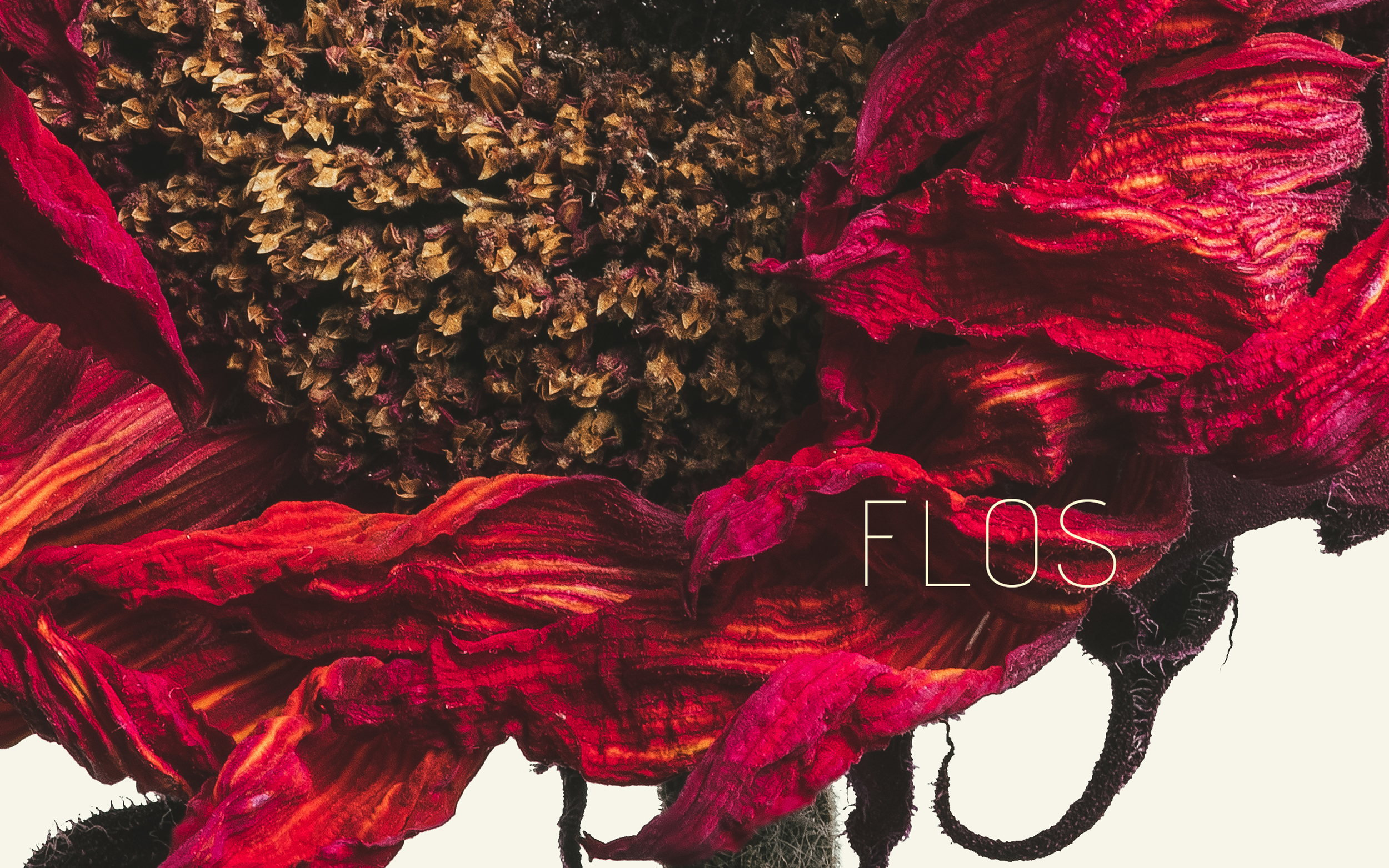 Flowers-0348-Edit-Edit-Edit.jpg