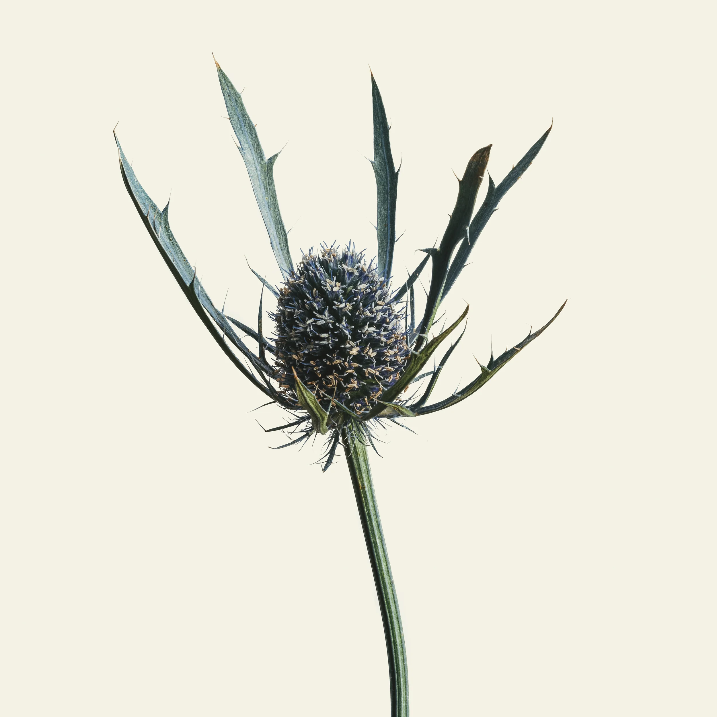 Flowers-0574-Edit-Edit.jpg