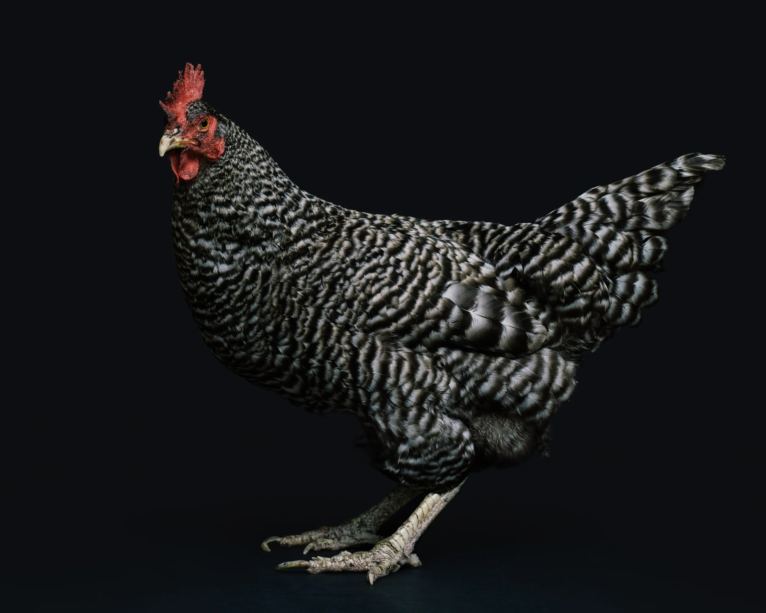 Chicken-0972-Edit.jpg