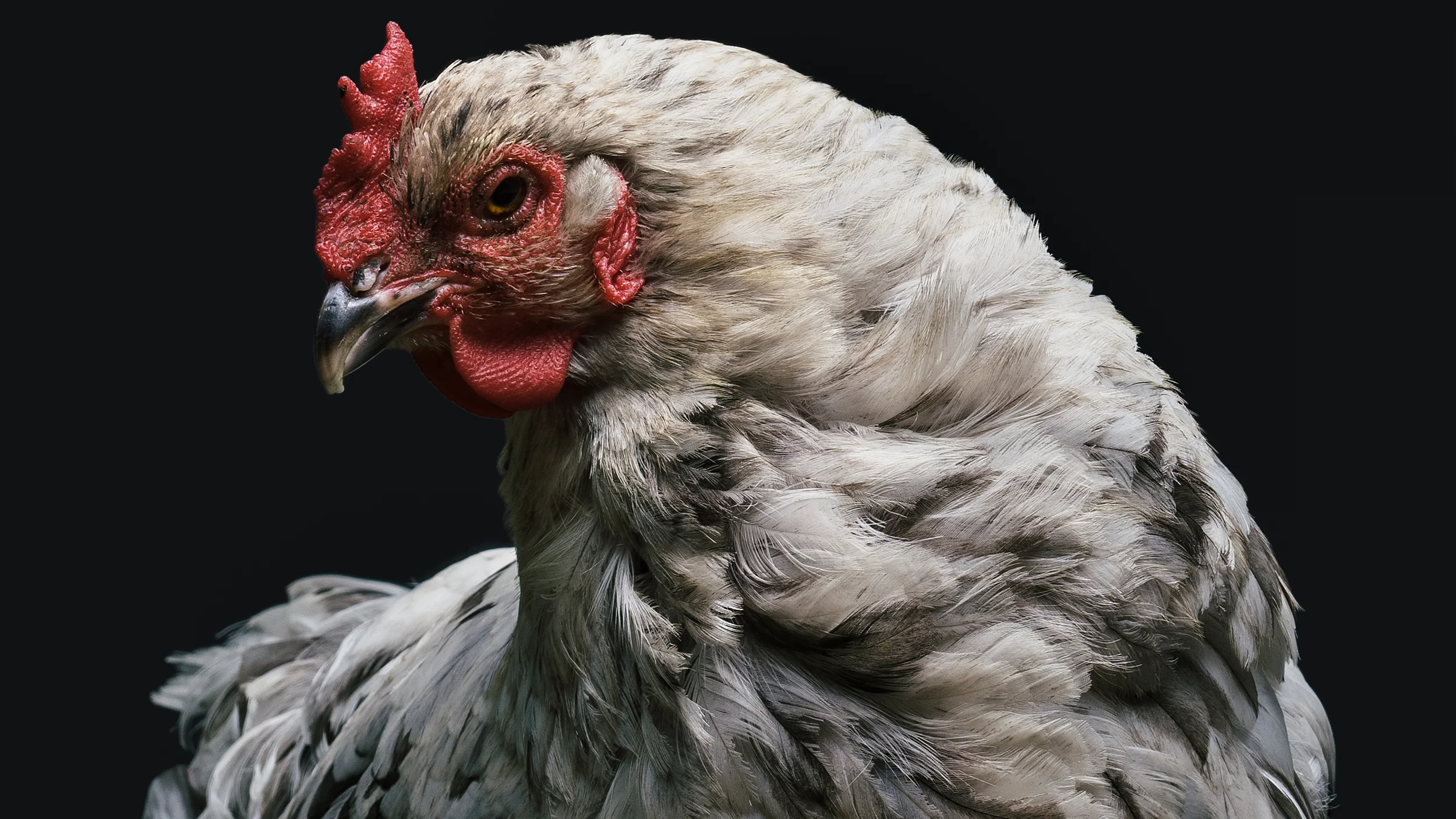 Chicken-1092-Edit-2.jpg