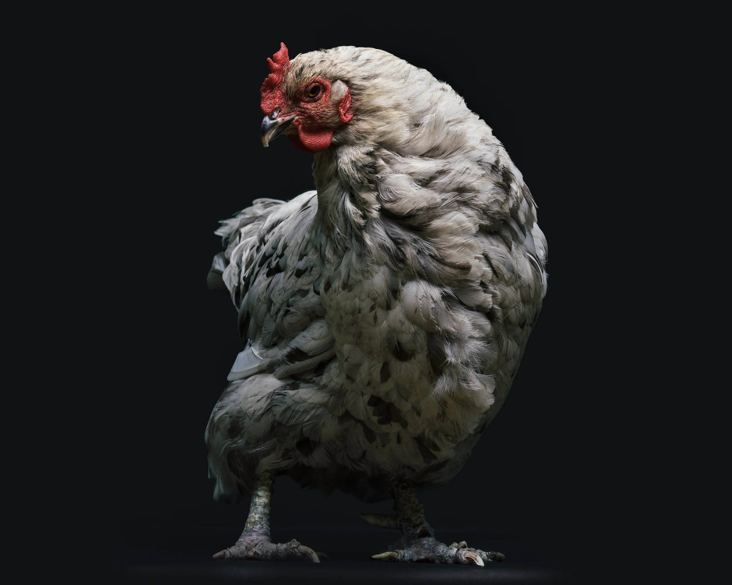 Chicken-1092-Edit.jpg
