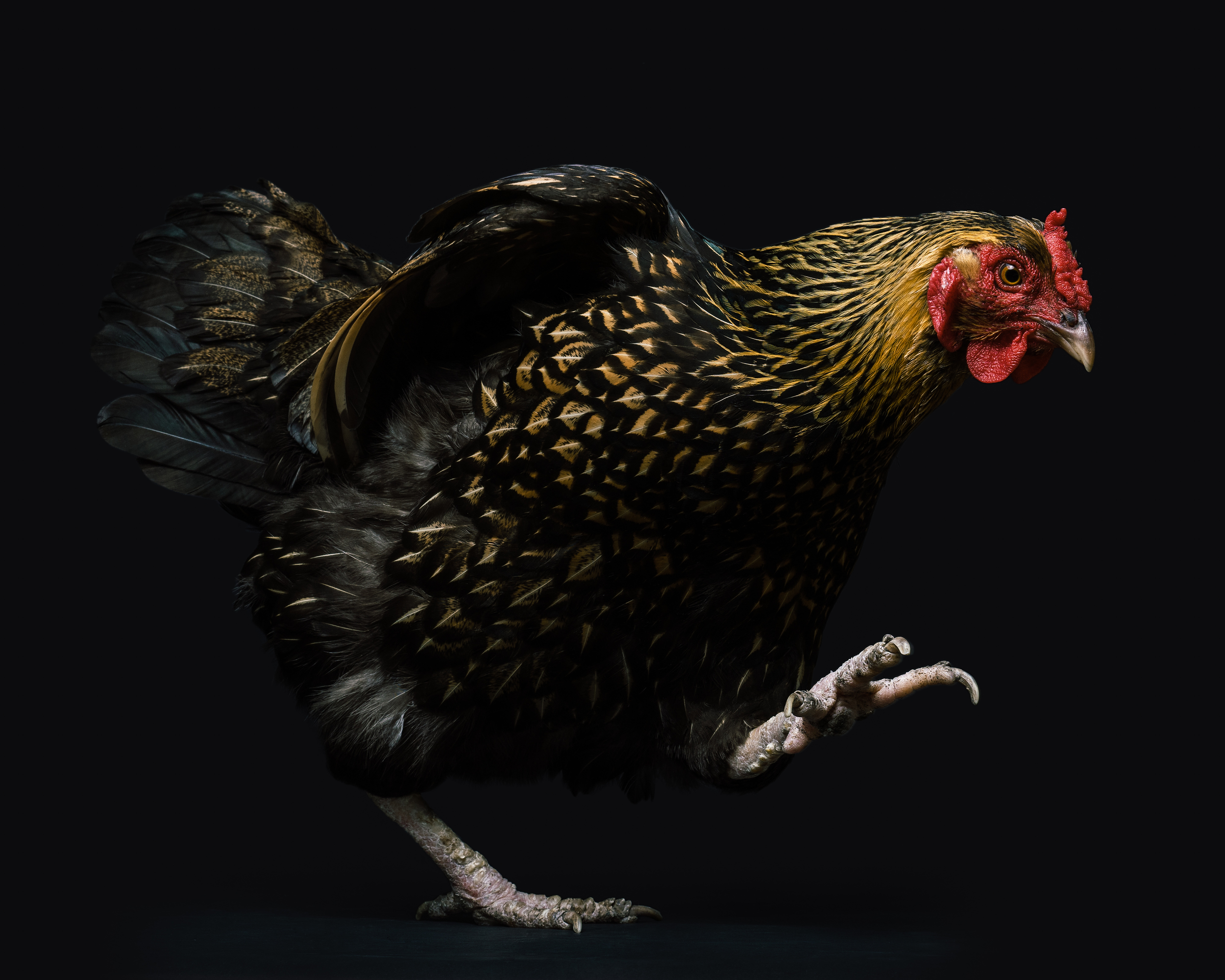 Chicken-1102-Edit.jpg