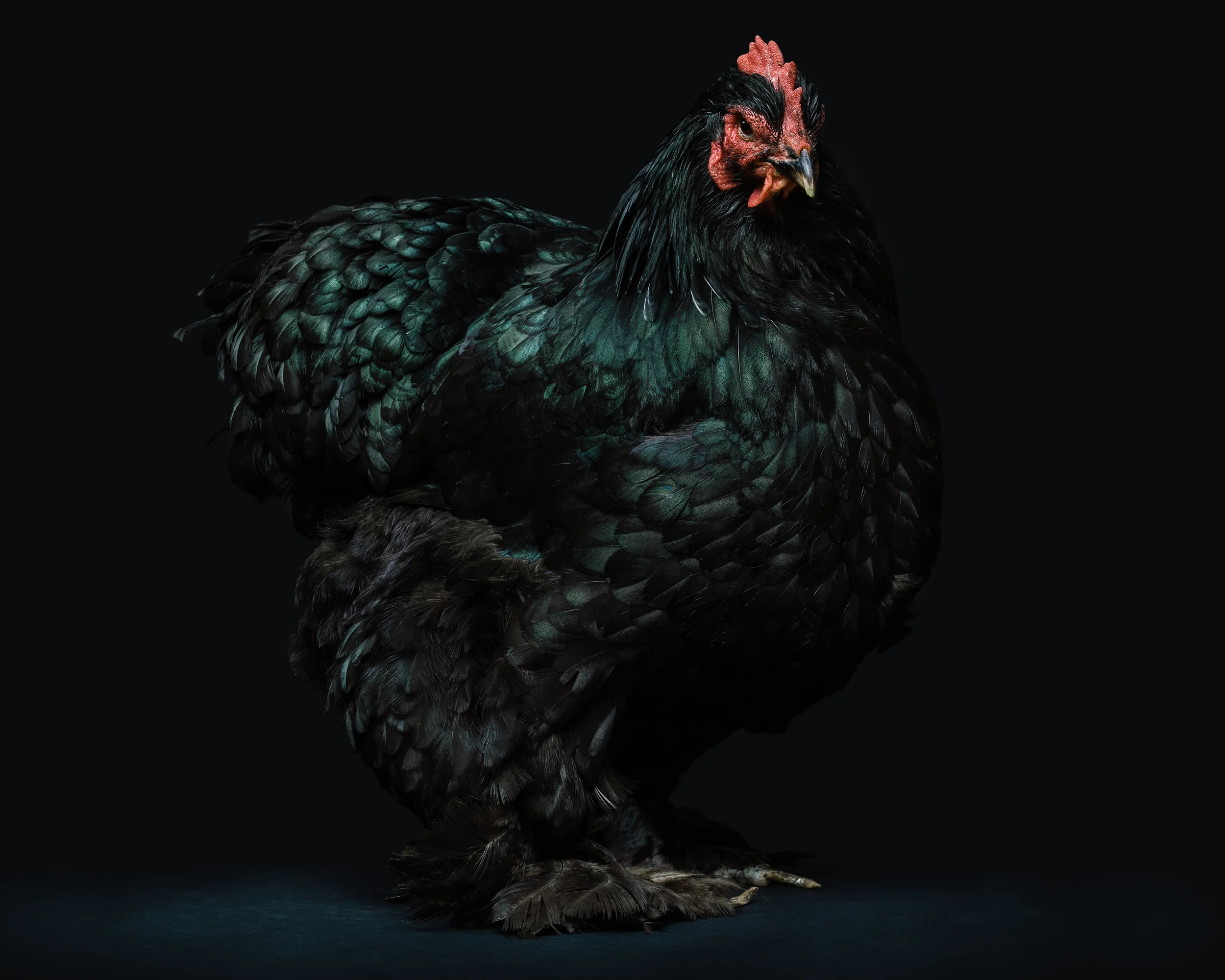Chicken-1161-Edit.jpg