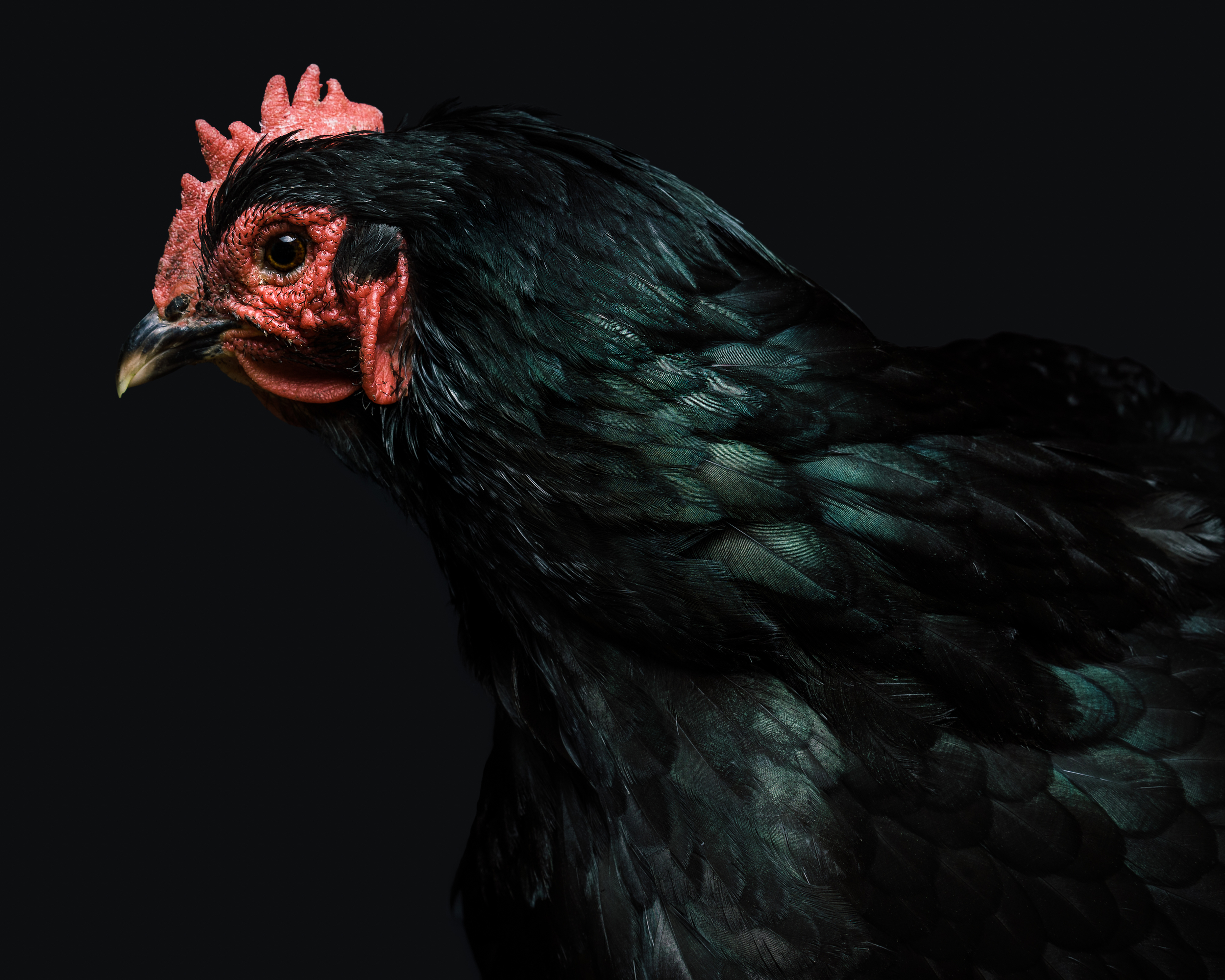 Chicken-1199-Edit.jpg