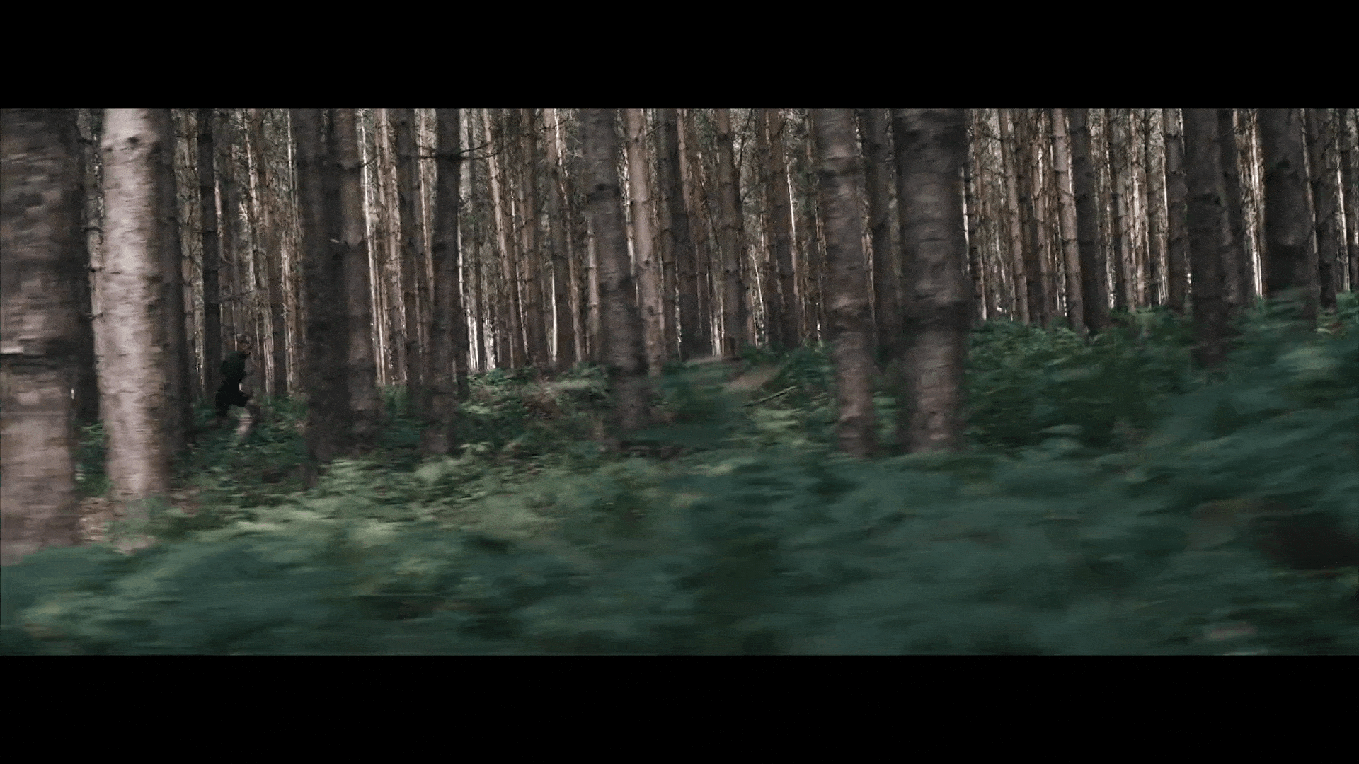 forest run 2.gif