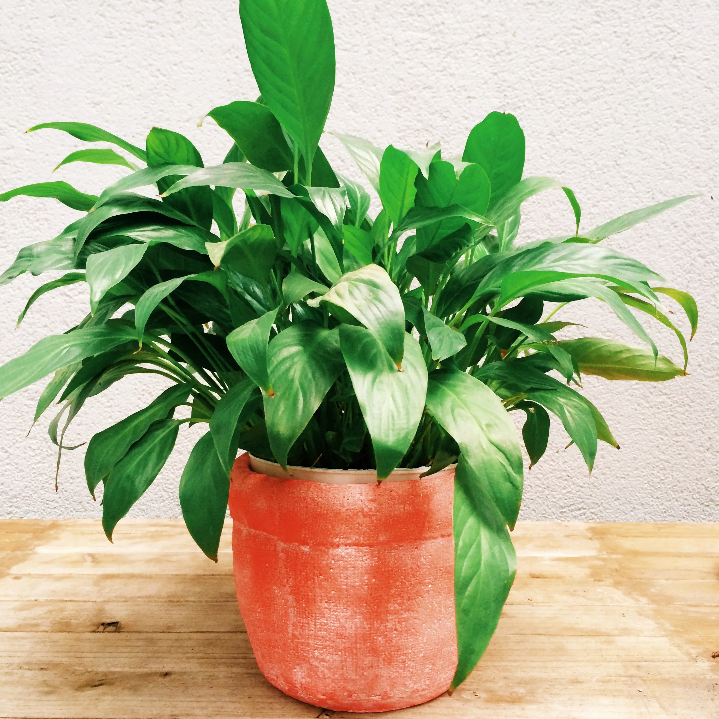 peace lilies