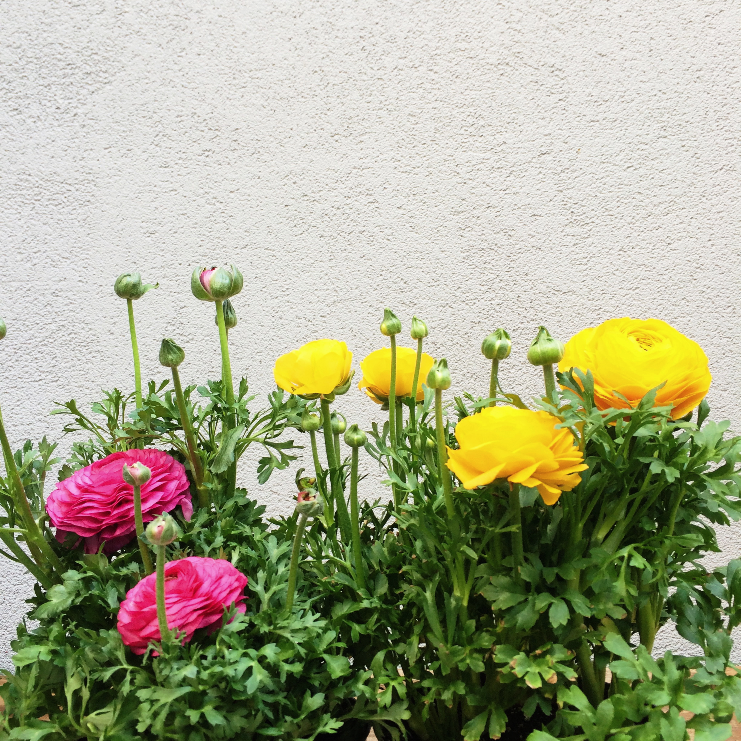 these colors make me so happy.