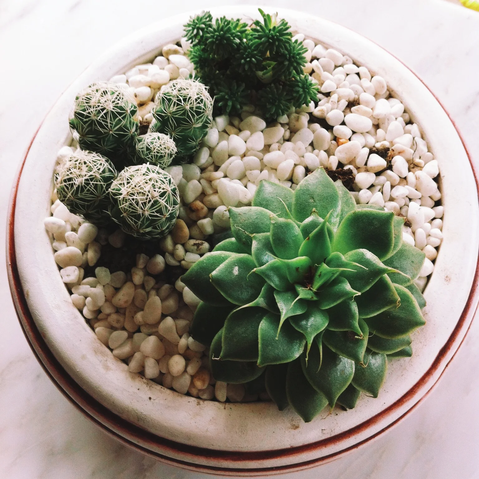succulents and cacti