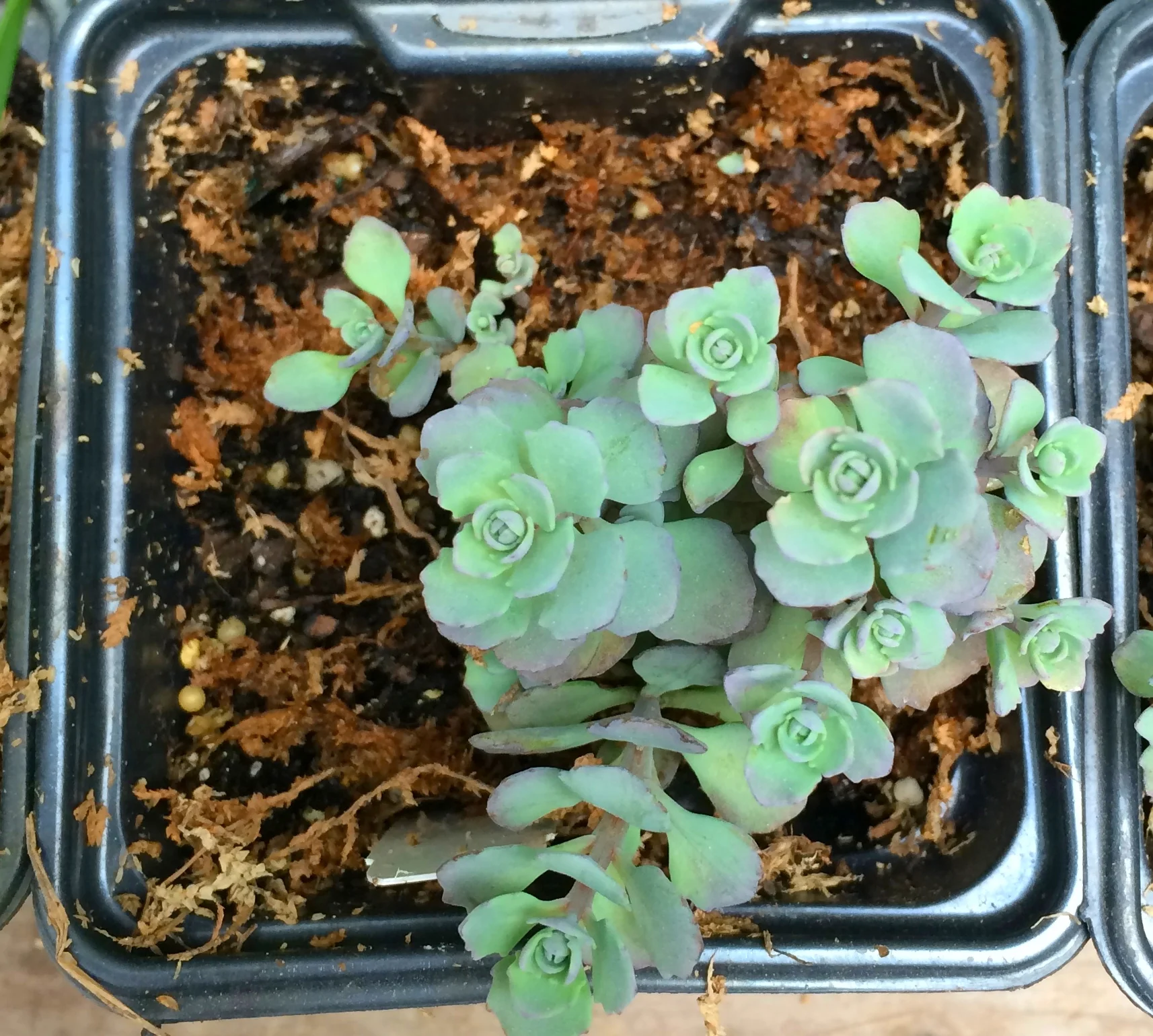 sedum cauticola 'lidakense'