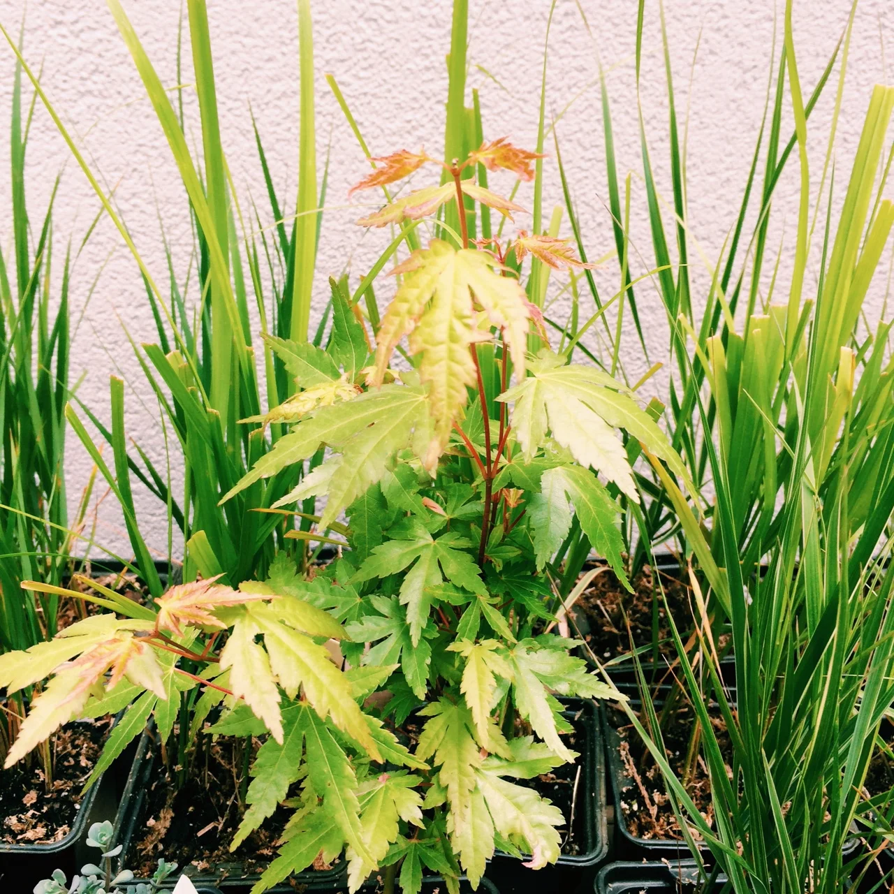 the baby maple.
