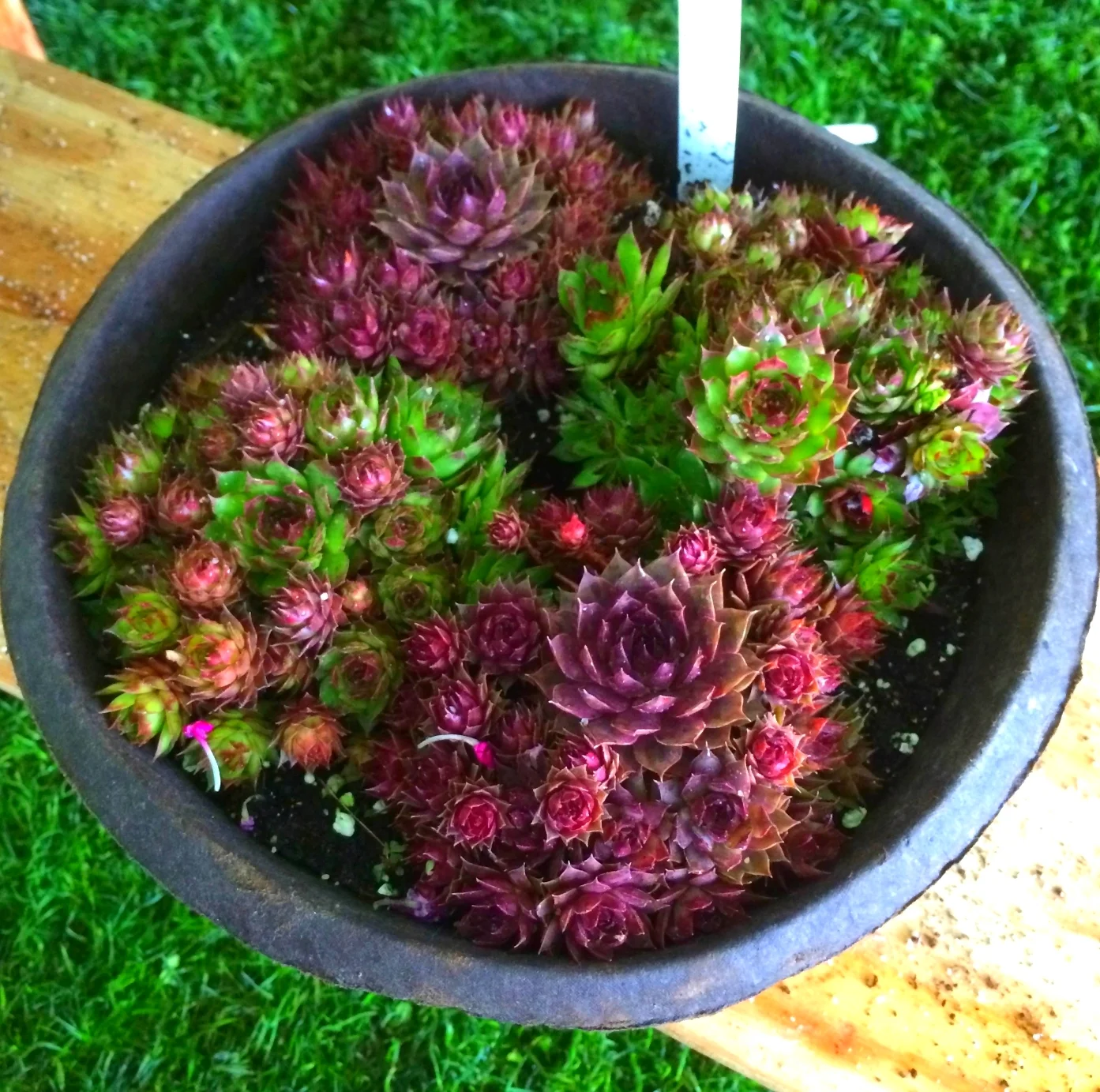 a big bowl of hens and chicks. 