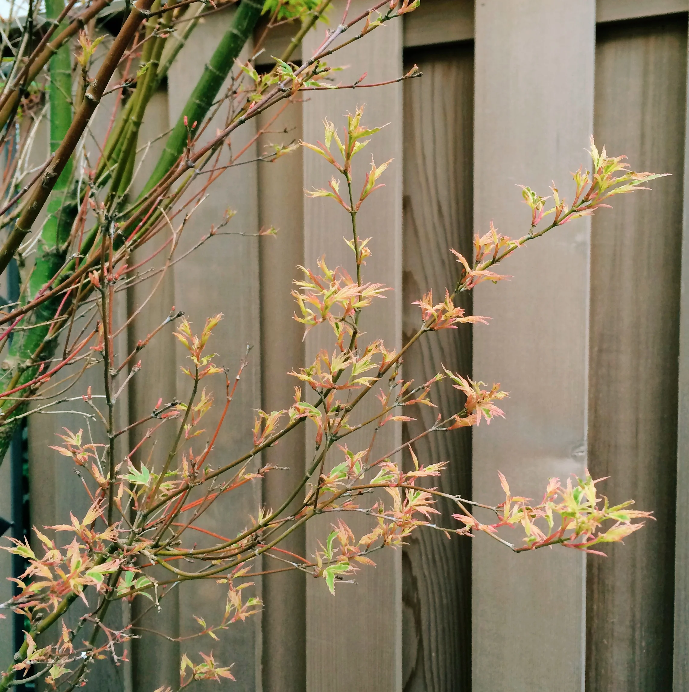 butterfly japanese maple