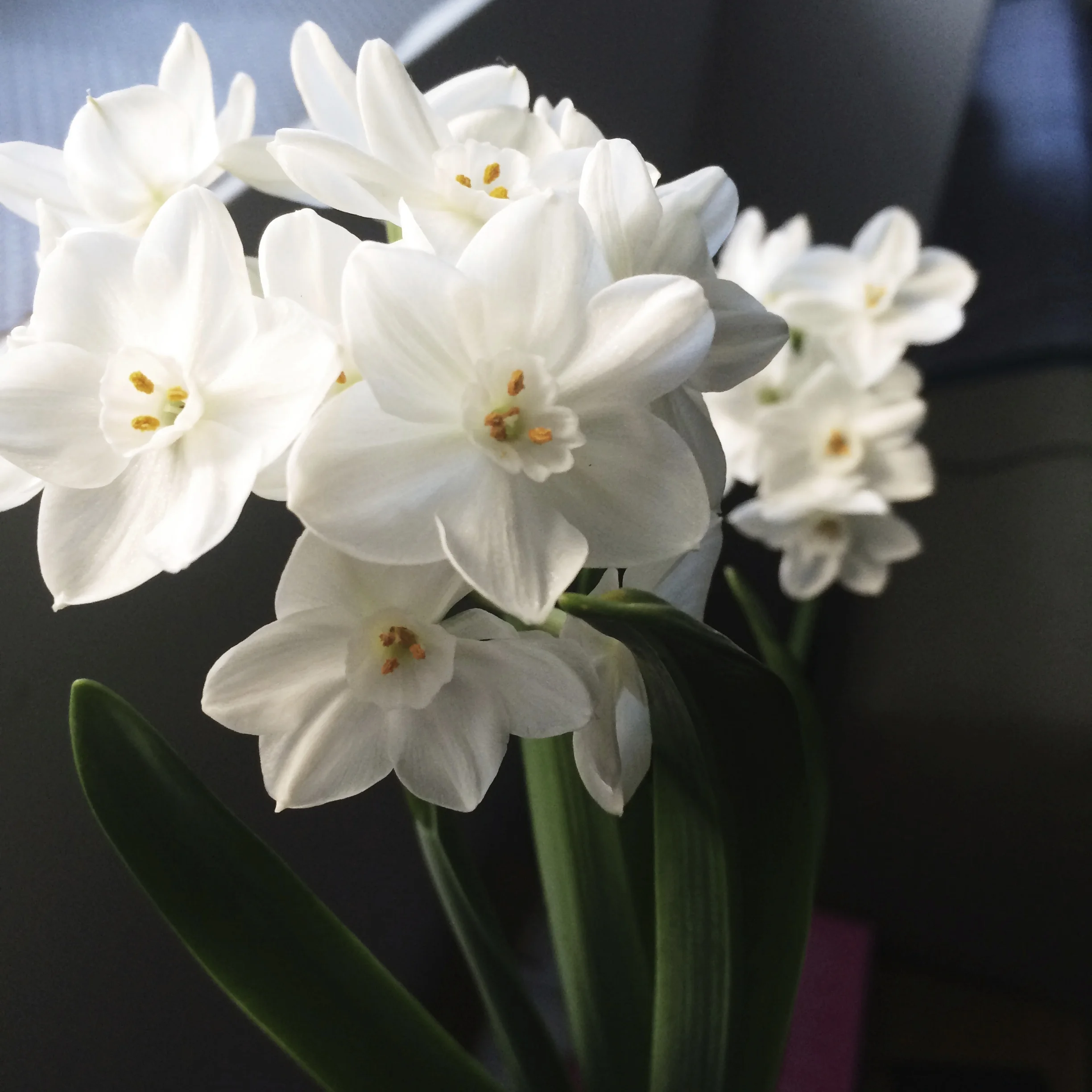 paperwhites