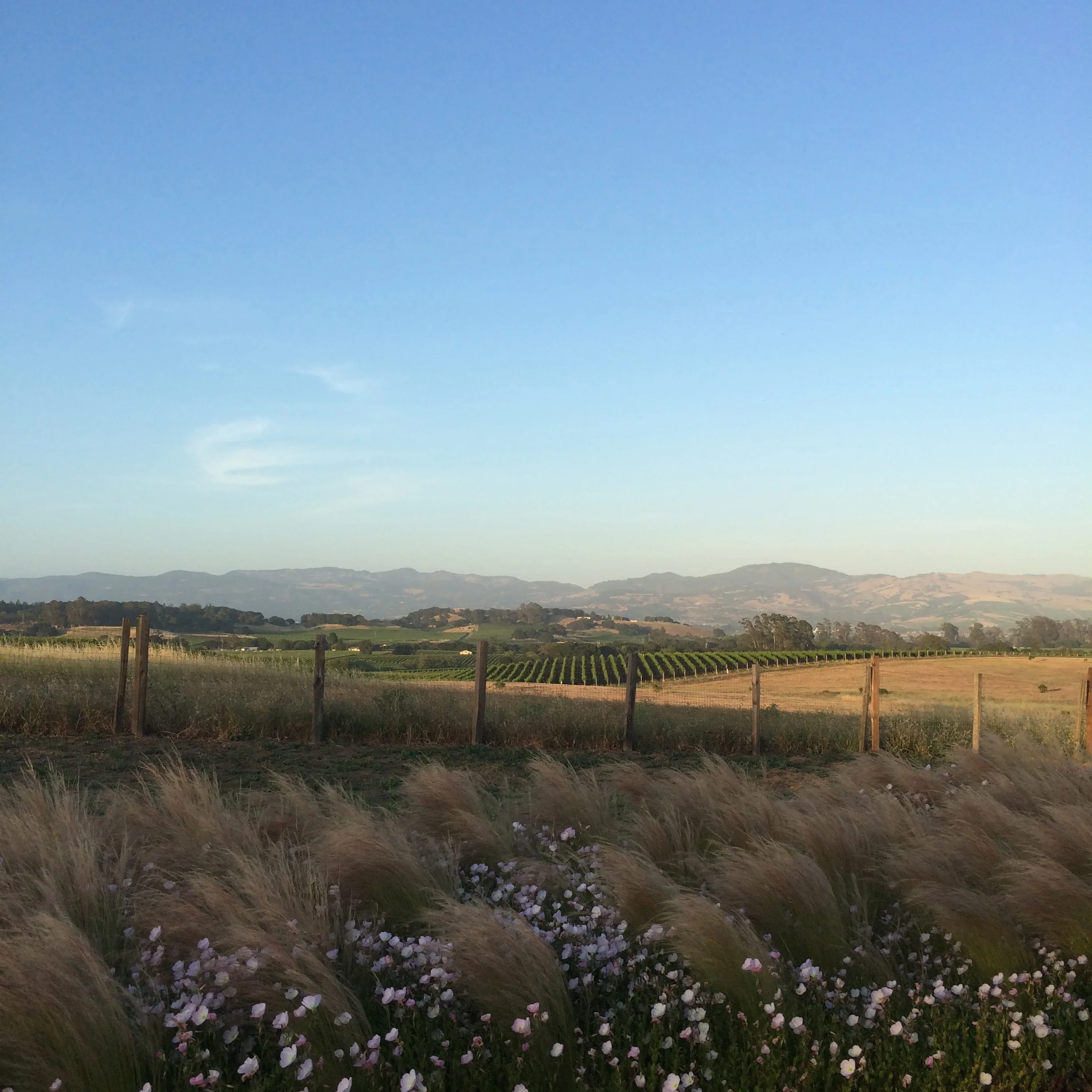 carneros-grasses-flowers