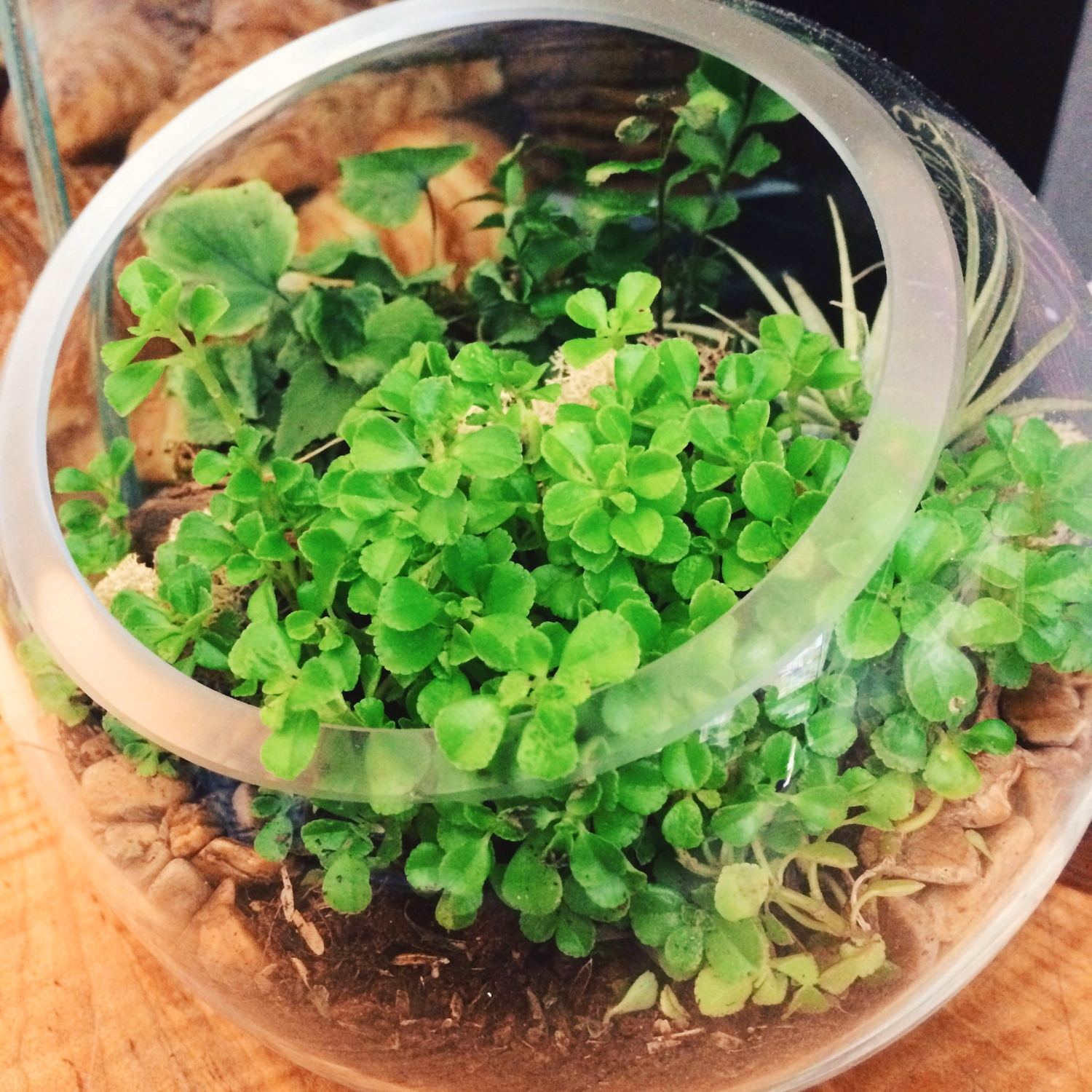 this tiny terrarium, seen at la colombe on lafayette.