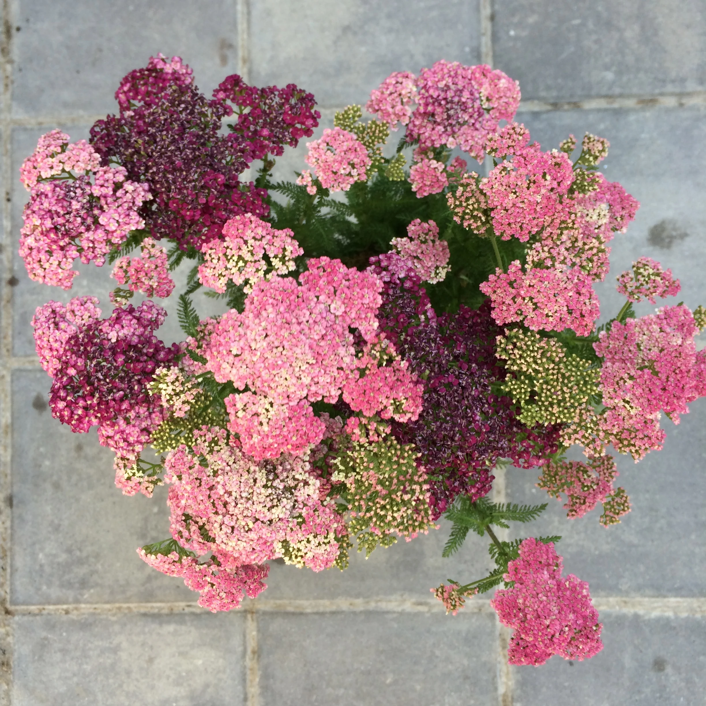 yarrow, in bloom