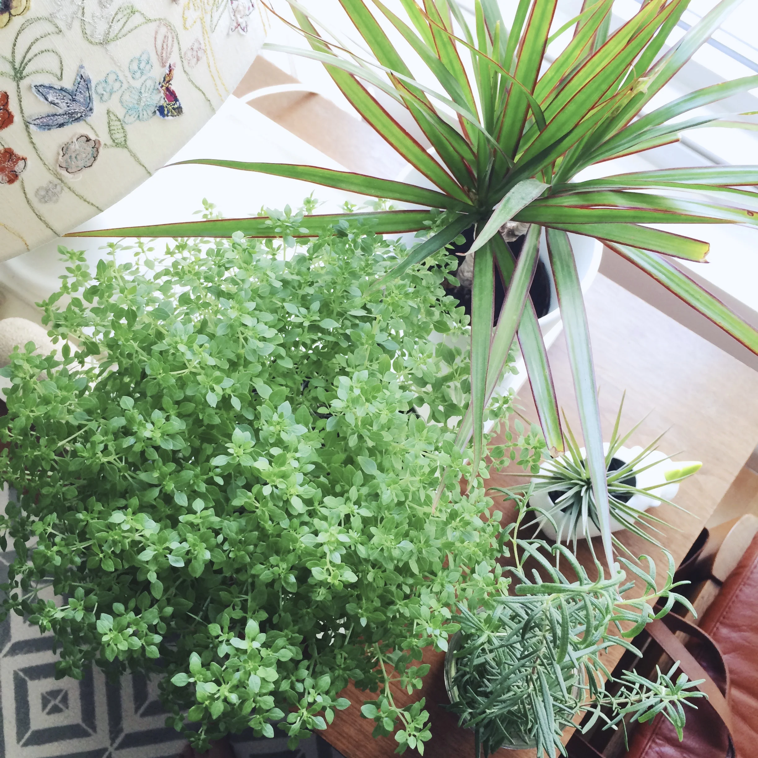 tree basil, dragon plant, air plant, rosemary