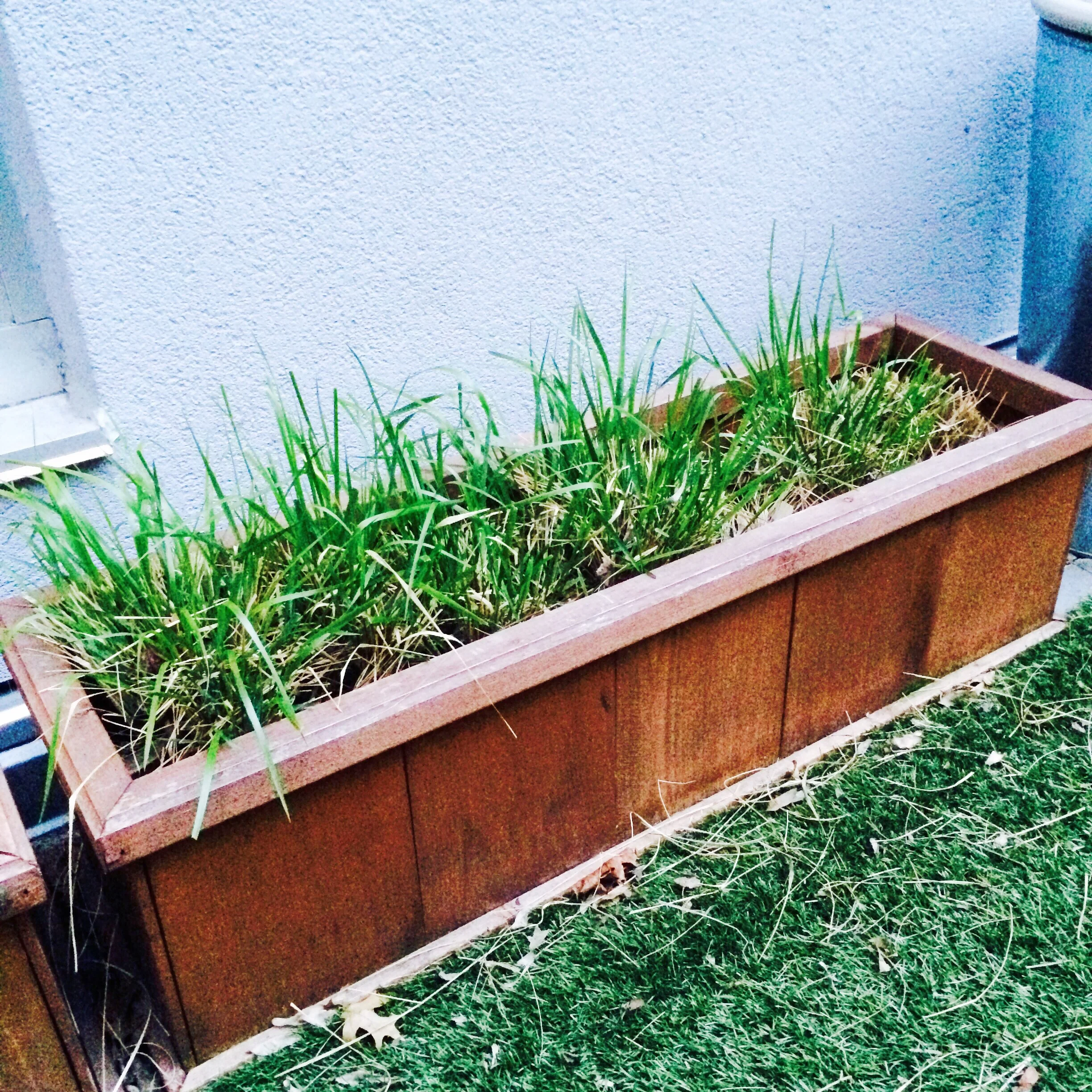 these grasses are coming right back! I'm soo pleased.