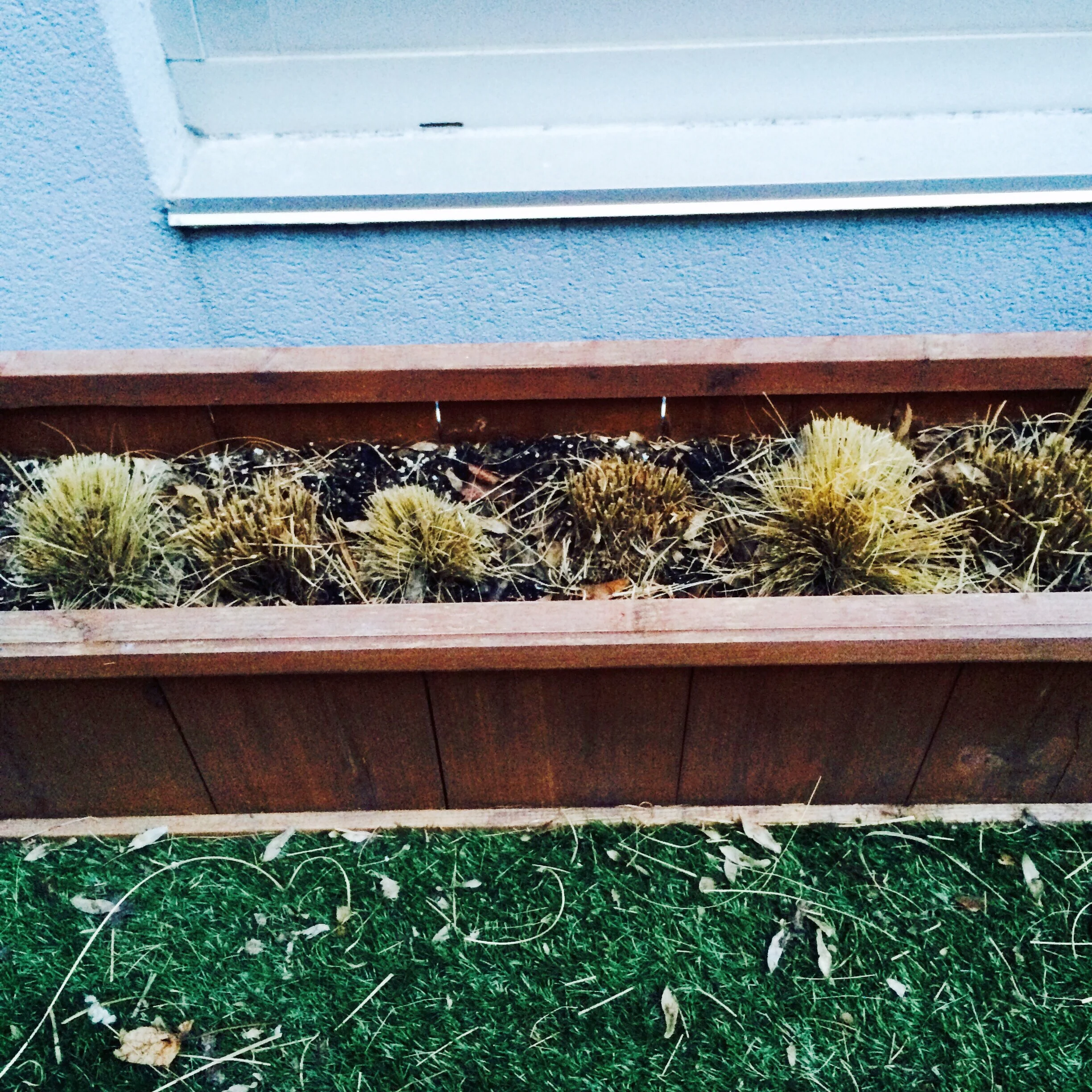 the ones next to it aren't doing as well though. I've been anxiously examining it daily for new shoots.
