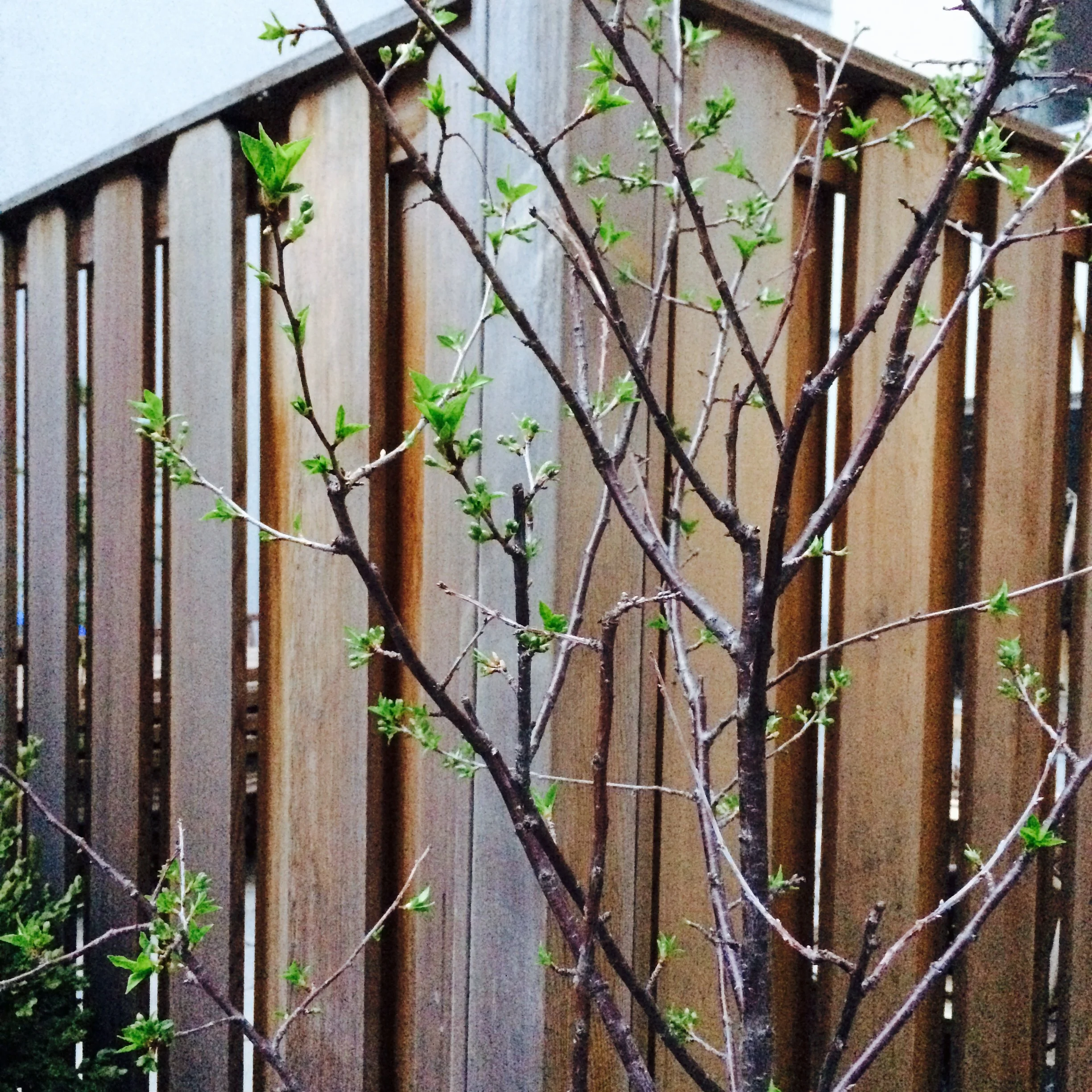 the cherry tree always looks so good in the spring and early summer, only to succumb to mildew in august. hope i can avoid it this year!