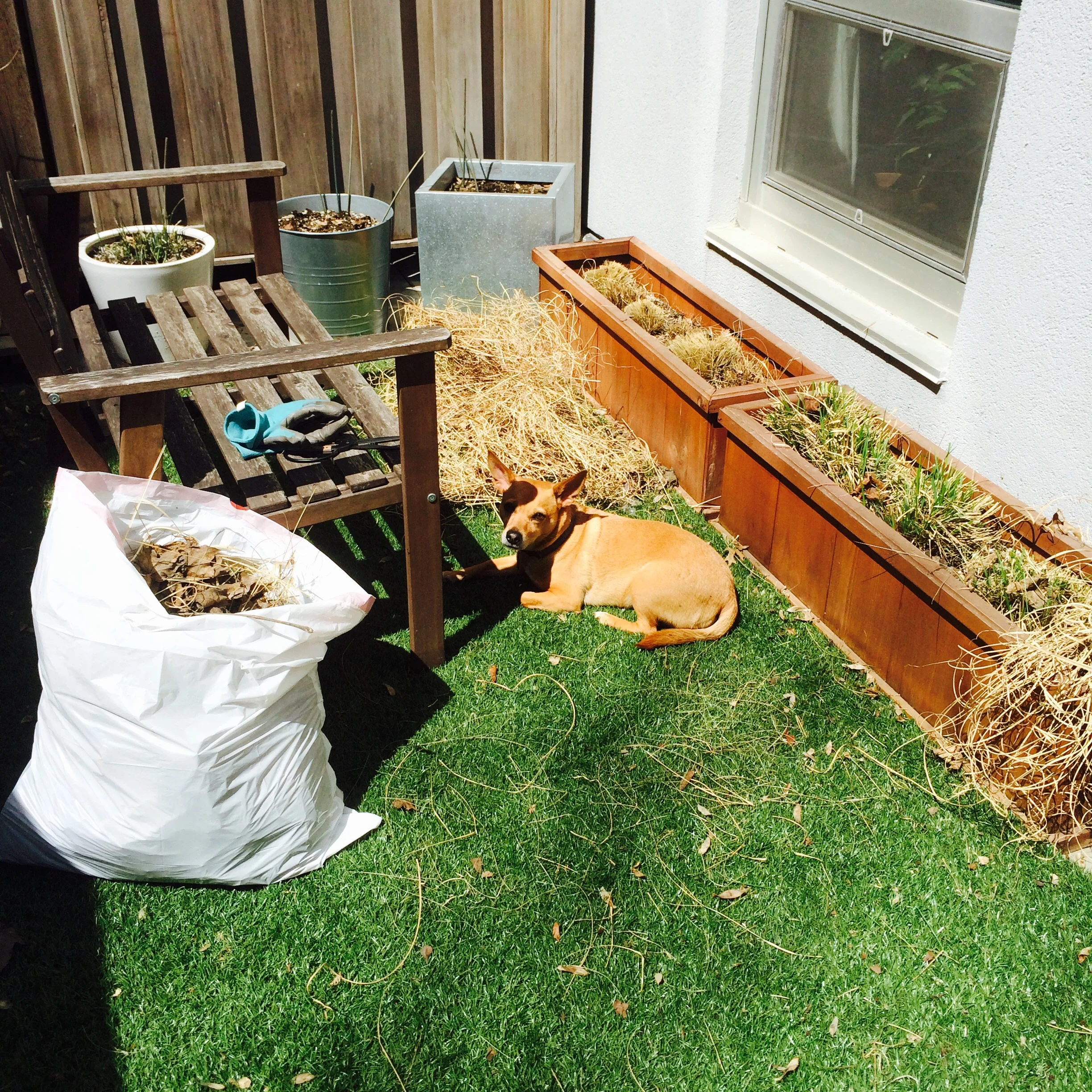 willa lounges in a sun patch while i work...