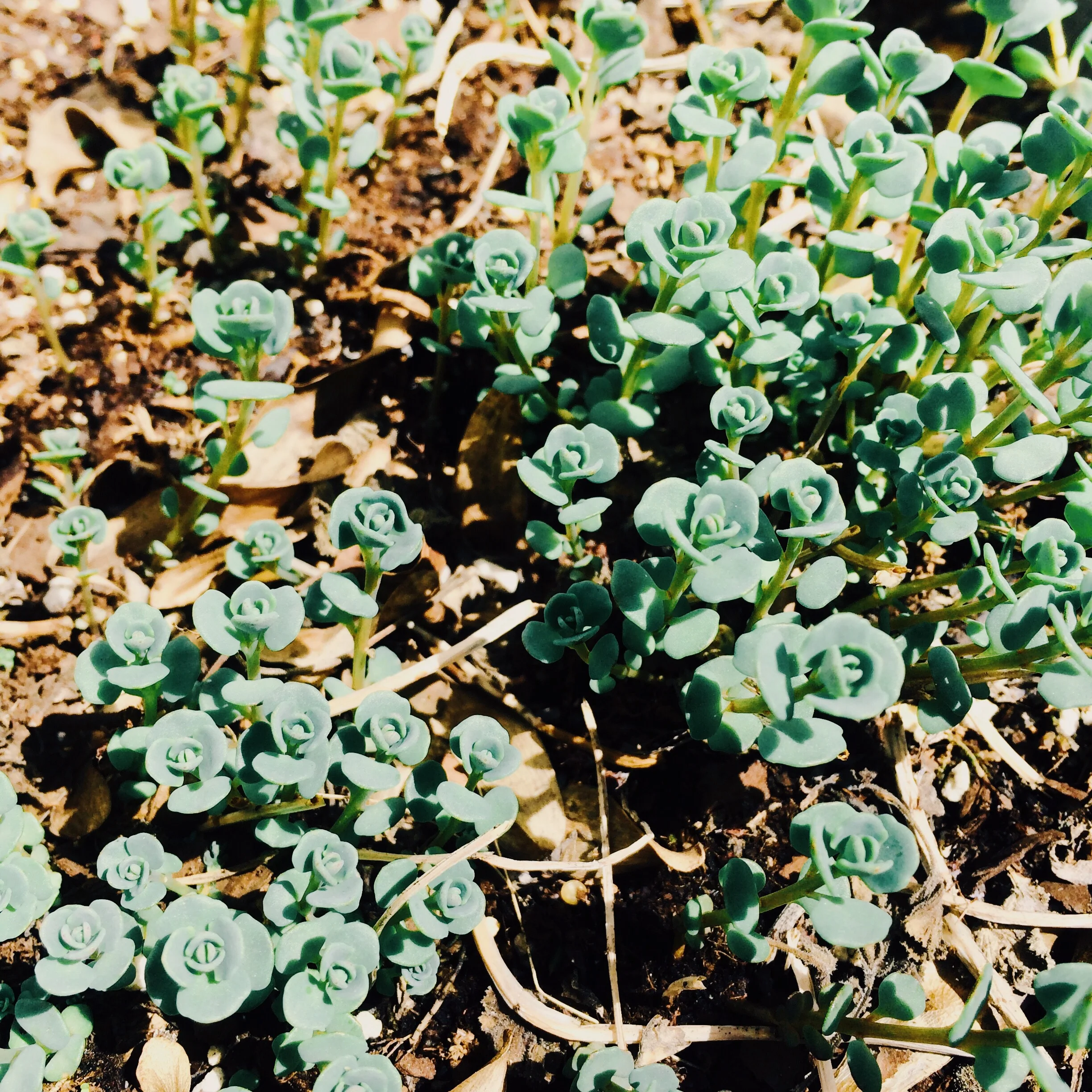 I loove these mini "blooms"...the stonecrop turns purple later on but they are a nice green now. so glad to see they survived this year's crazy temps.