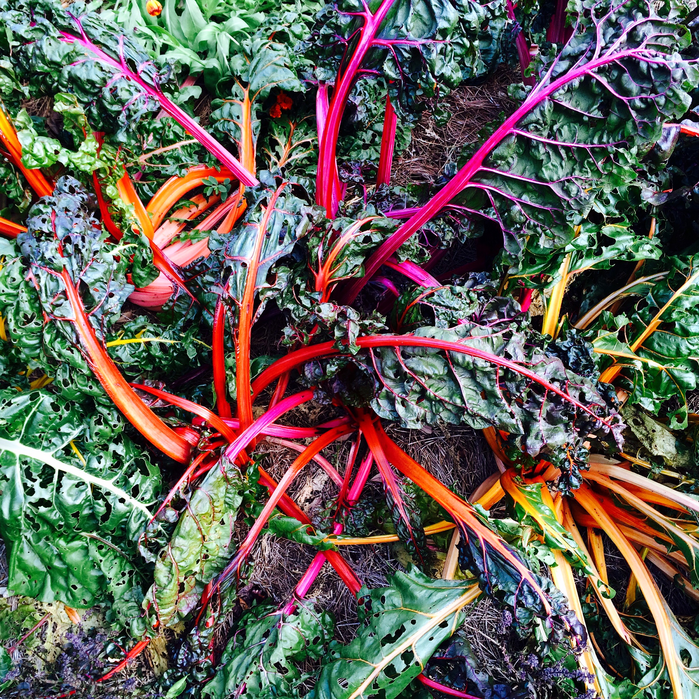 rainbow chard, new orleans botanical garden