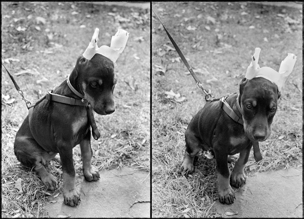 Freshly clipped gelatin silver print Fall 2000