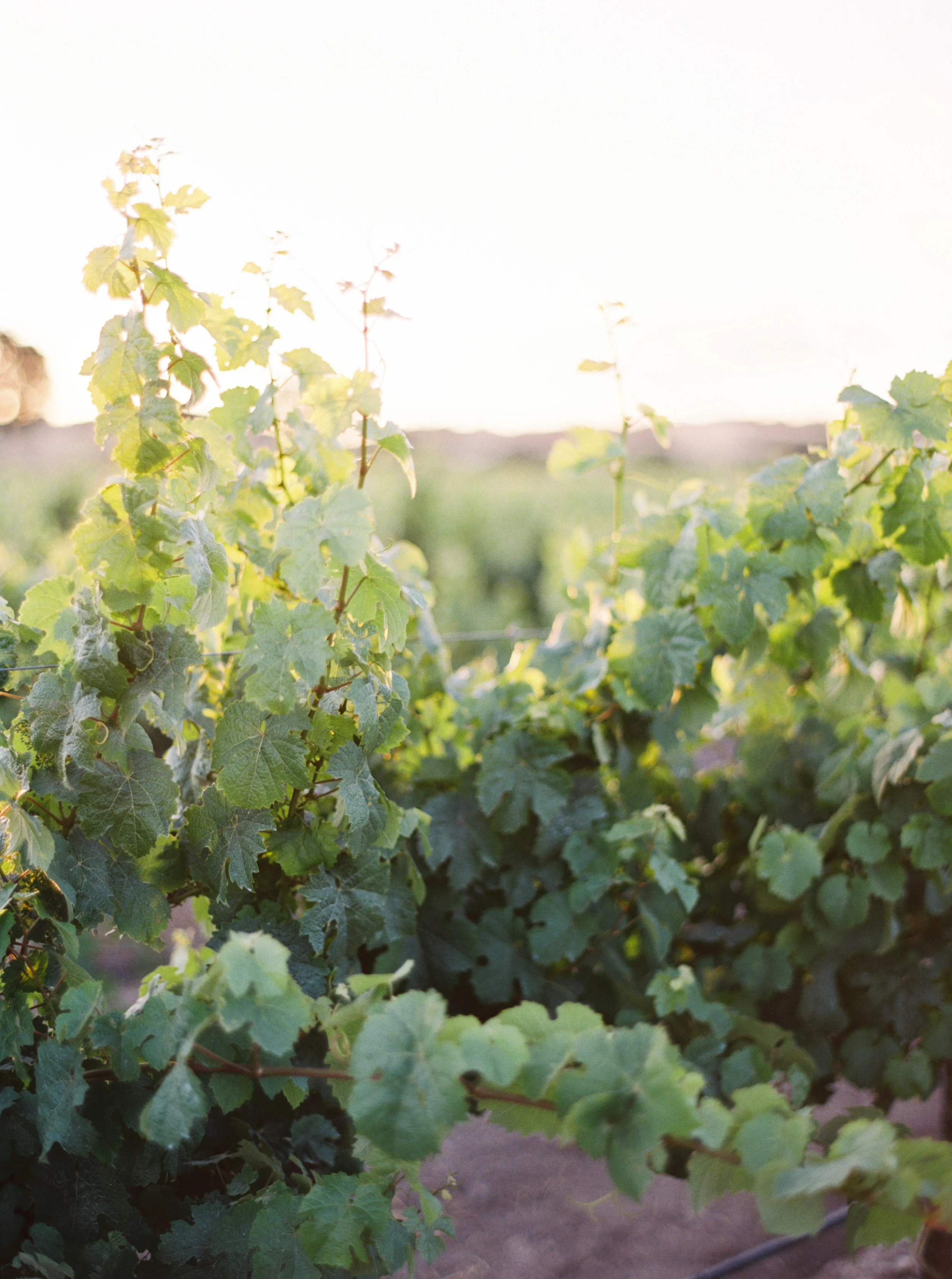 Erich_McVey_Event_of_the_Season_Firestone_Vineyard_Wedding (33).jpg