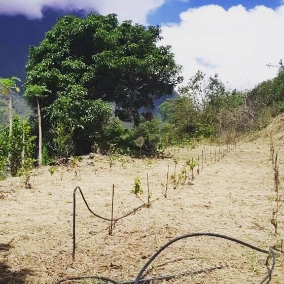 Hier entretien des jeunes vignes avec nos petites mains dans notre jolie parcelle &agrave; Palmiste rouge... 👌🍇