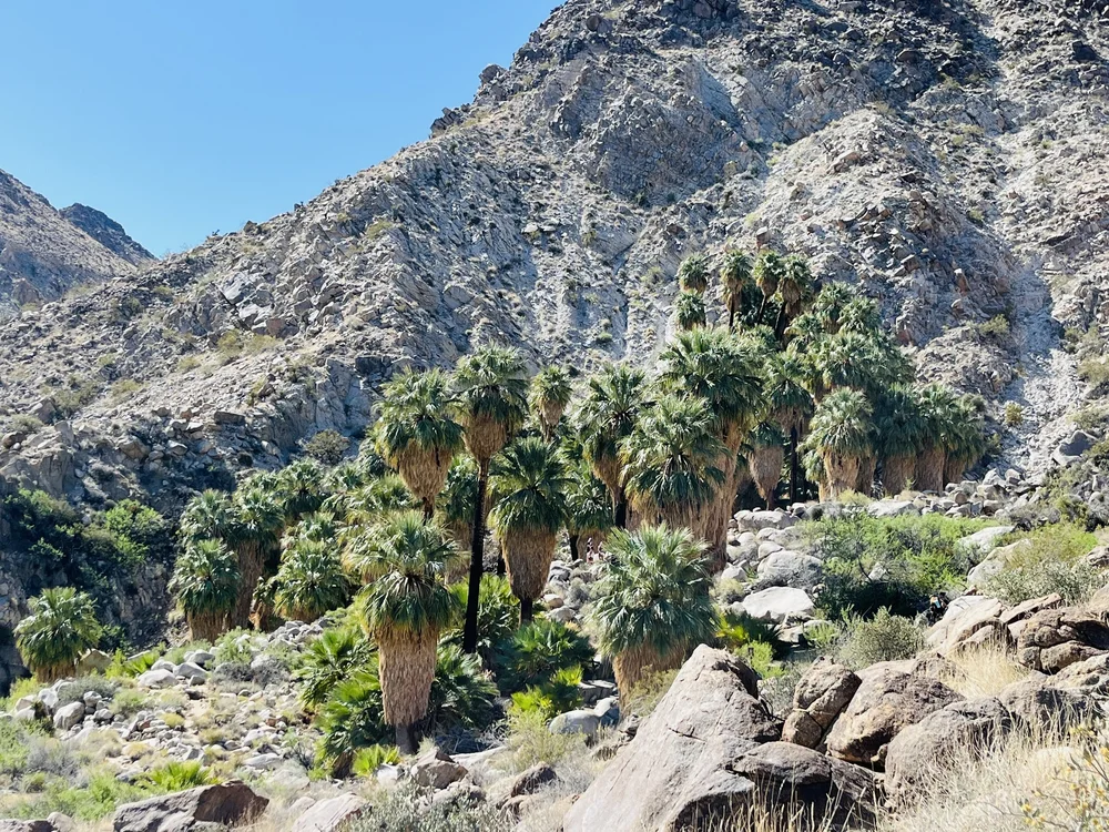 Oasis