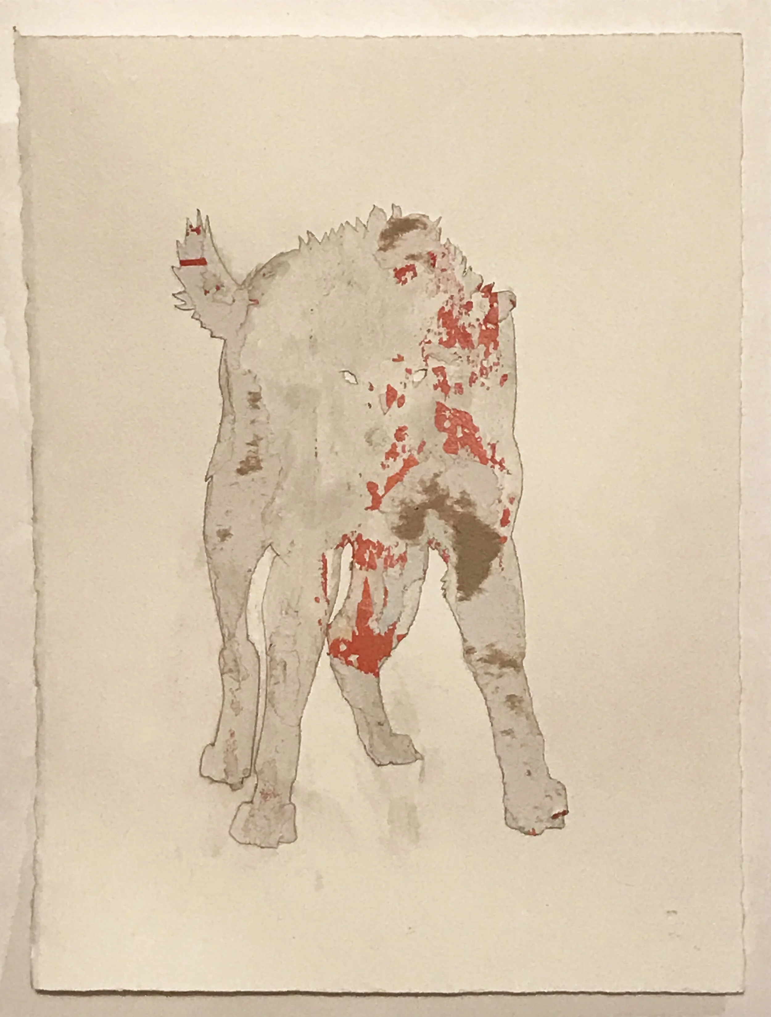 Wolf 1
