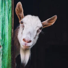 1-curious-goat-230px.jpg