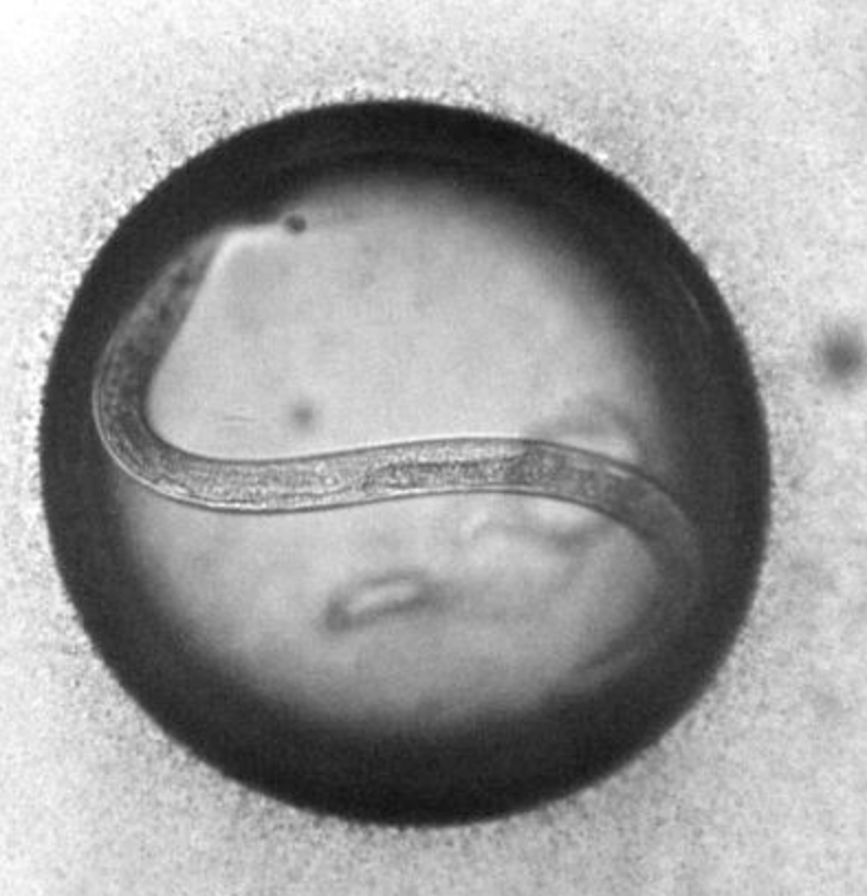 C. elegans nematode in a water drop